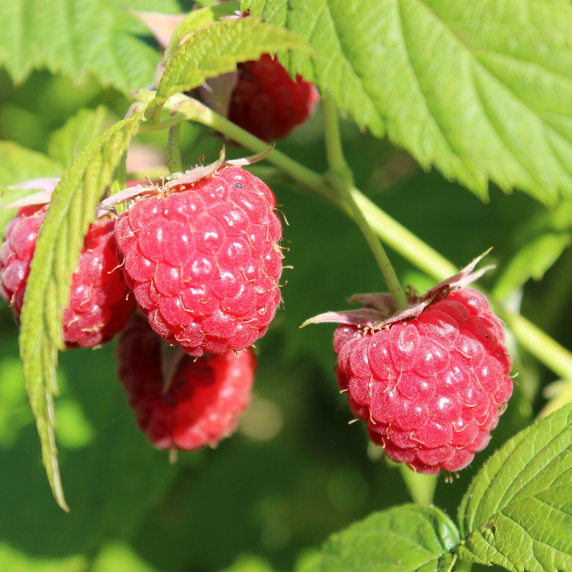 reife Himbeeren am strauch