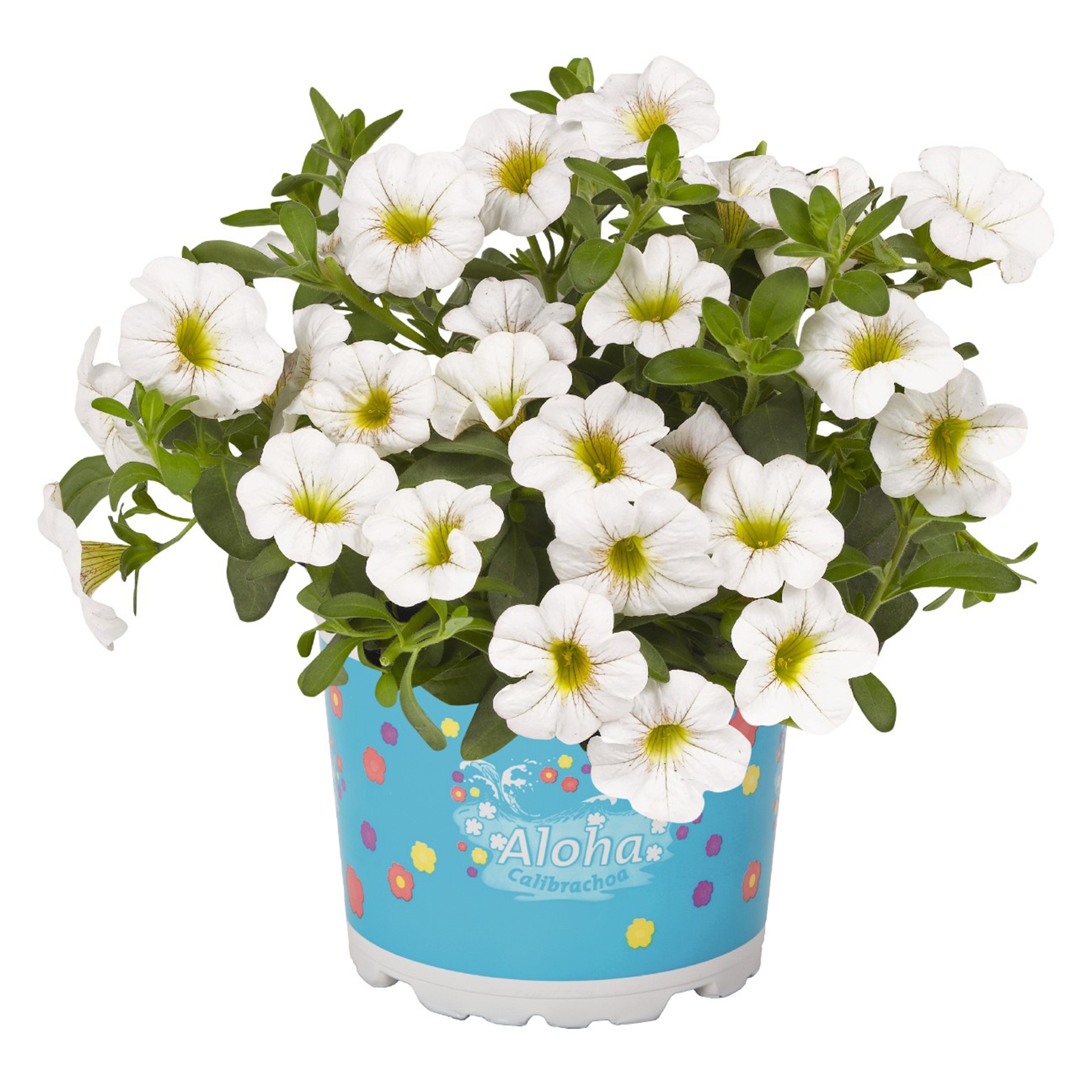 Zauberglöckchen - Calibrachoa 'Aloha Kona White', 12cm Topf