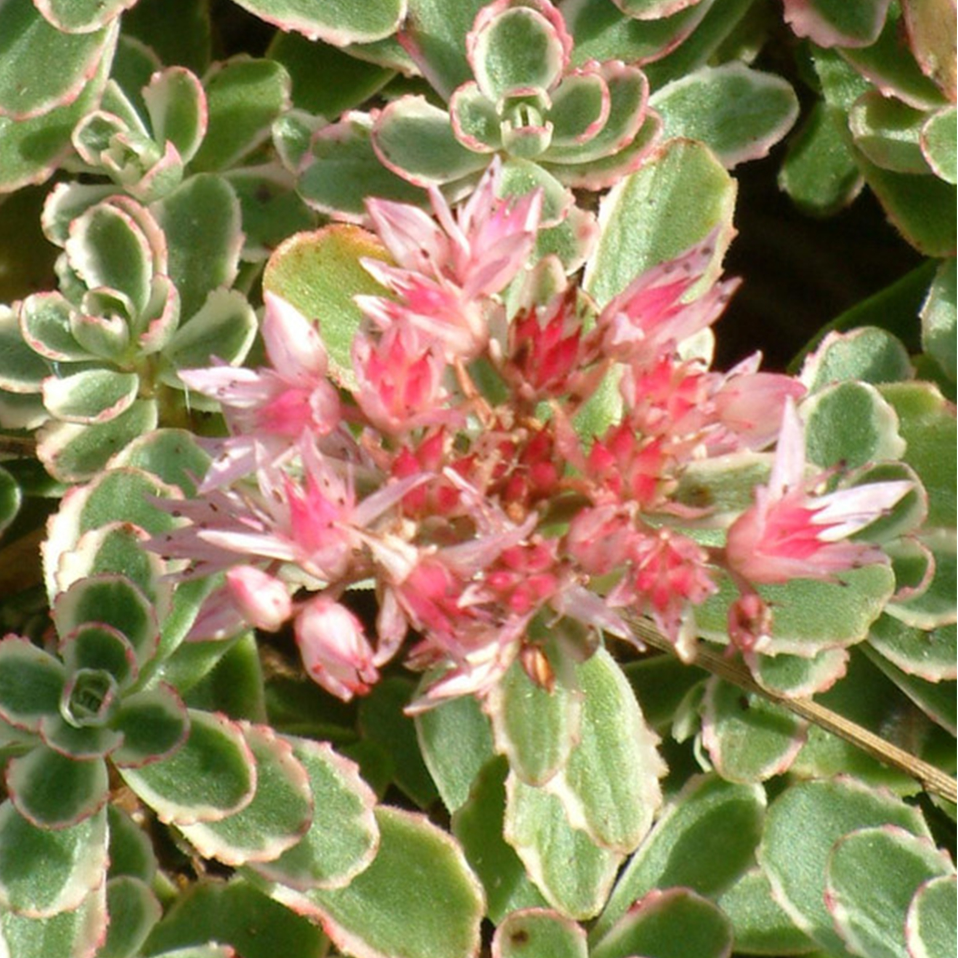 Buntblättrige Teppich-Fetthenne Tricolor 2