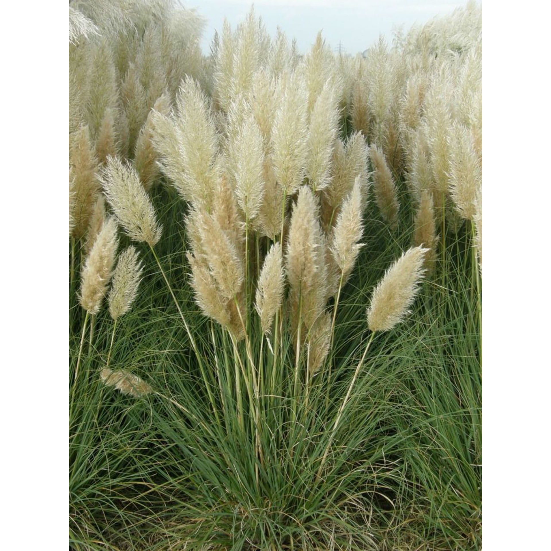 Pflanze, Schilf, Vegetation, Gras, Pflanze, Vegetation, Schilf, Gras