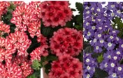 Verbene - Verbena Trio RedStar-Peach-PurpleCharme, 13cm Topf