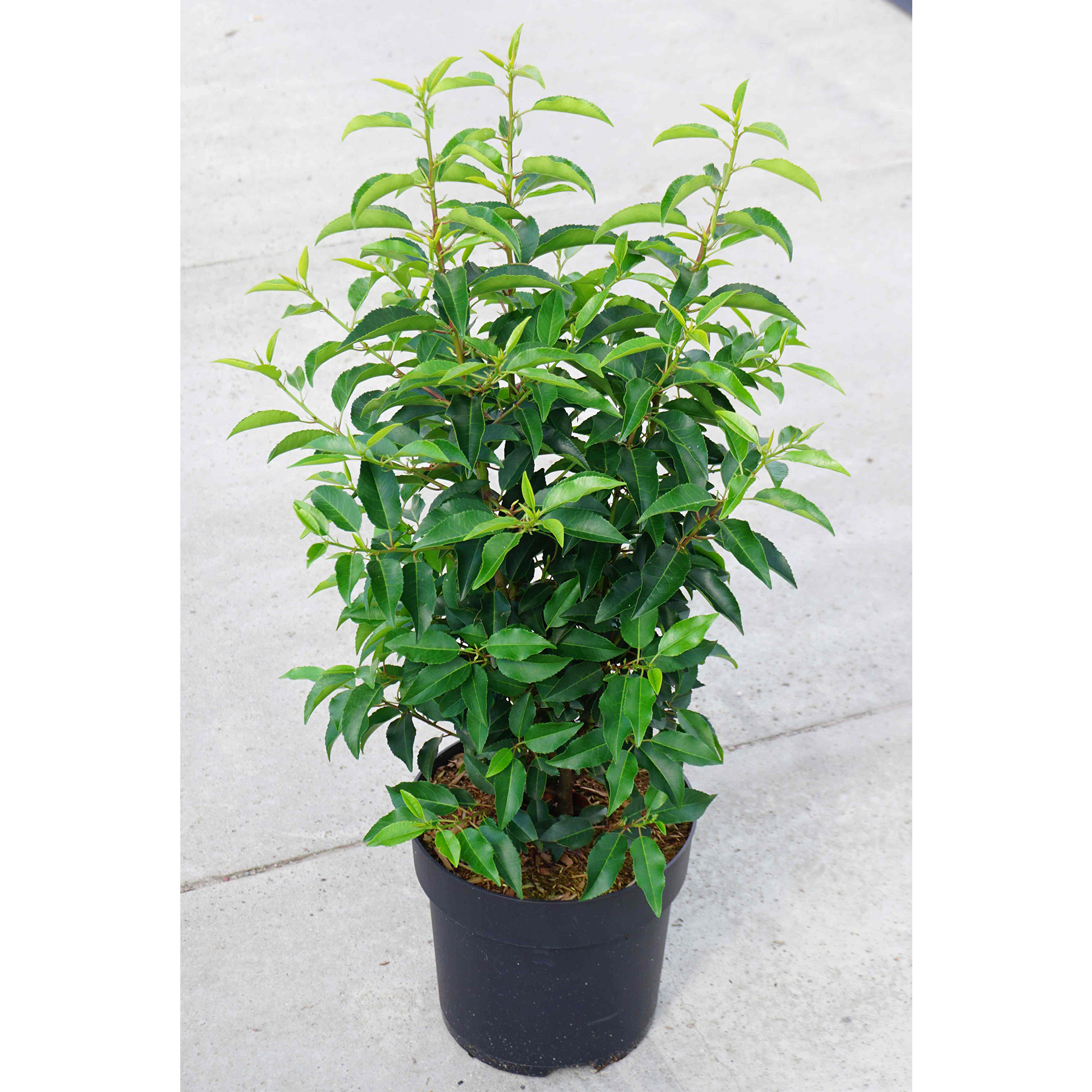 Portugiesischer Kirschlorbeer - Prunus lusitanica 'Angustifolia', C2,8 40-60cm