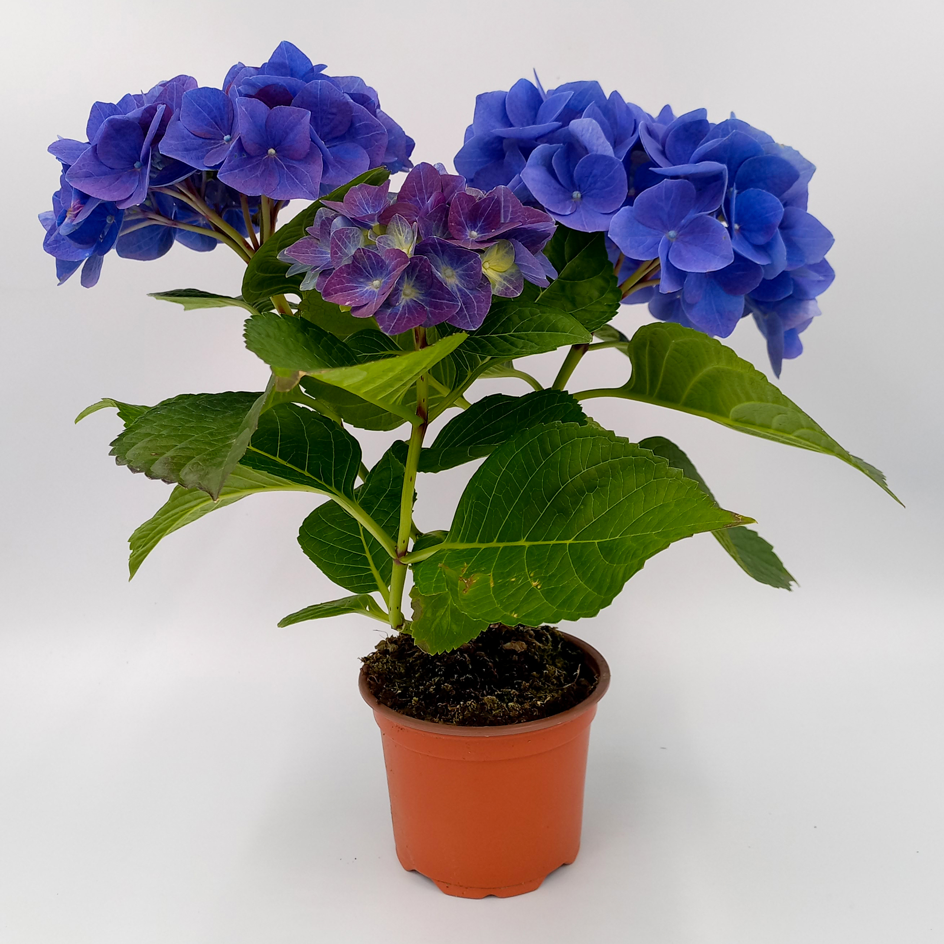 Hortensie macrophylla purple Sommerblüher Zimmerpflanze Halbstrauch