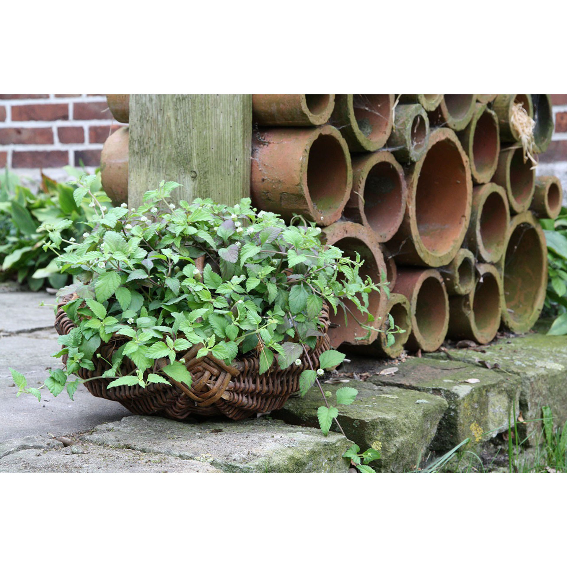 Aztekisches Süßkraut Kräuter