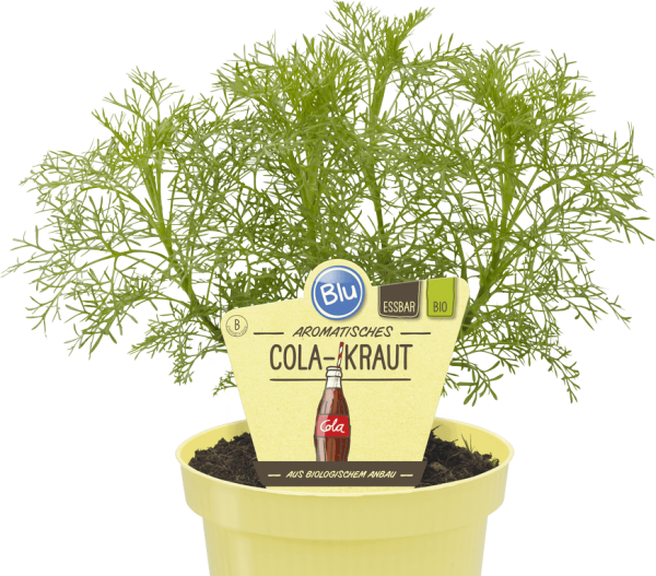 BIO Cola-Kraut