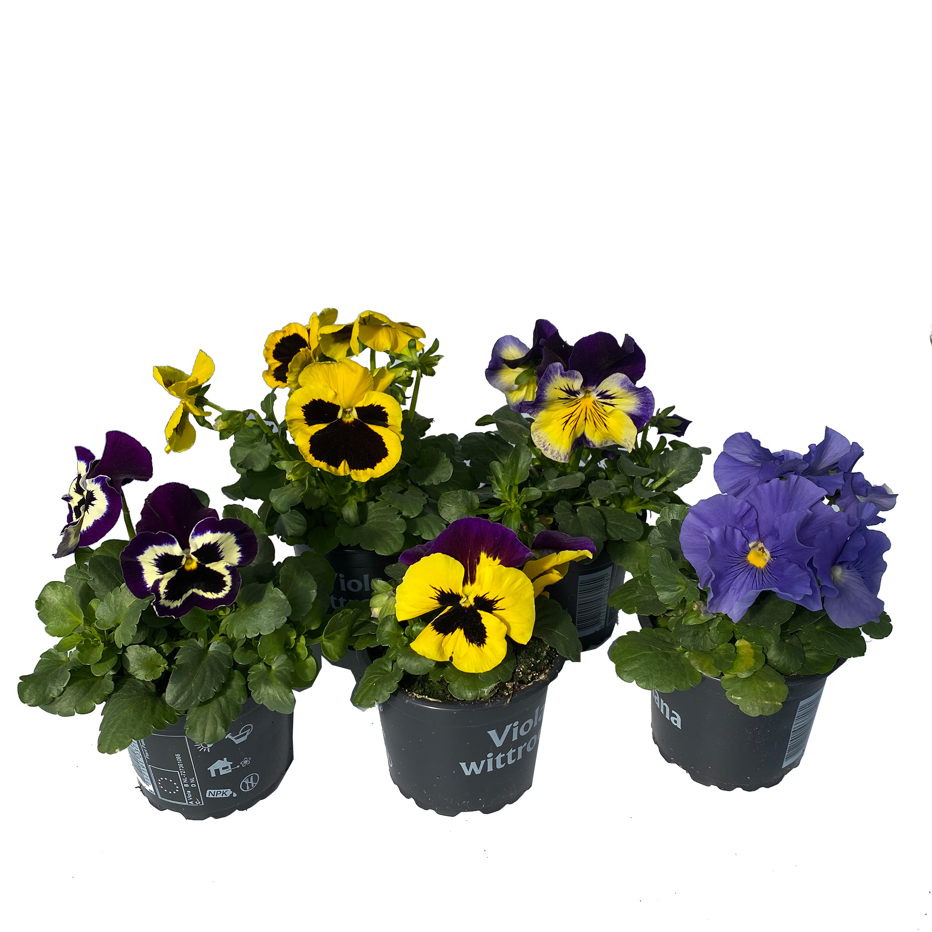 Stiefmütterchen - Viola F1-Hybriden