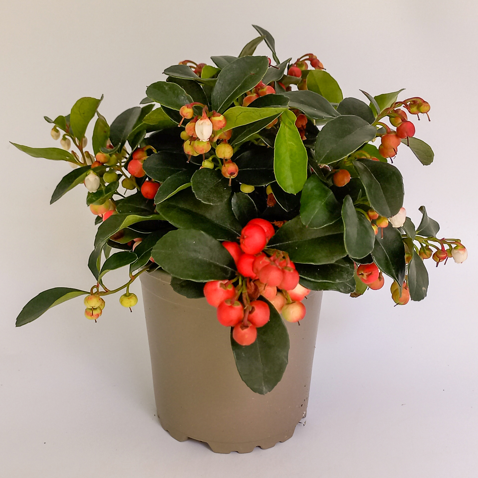 Rote Scheinbeere Herbstbepflanzung