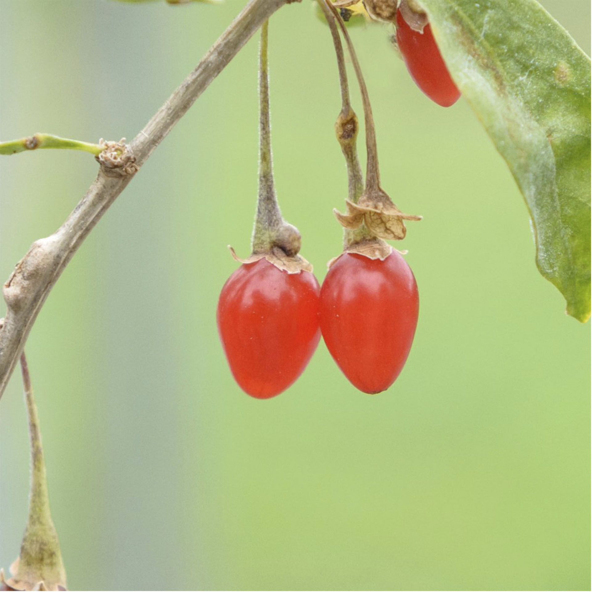 reife Goji-Beeren an Zweig des Instant Success
