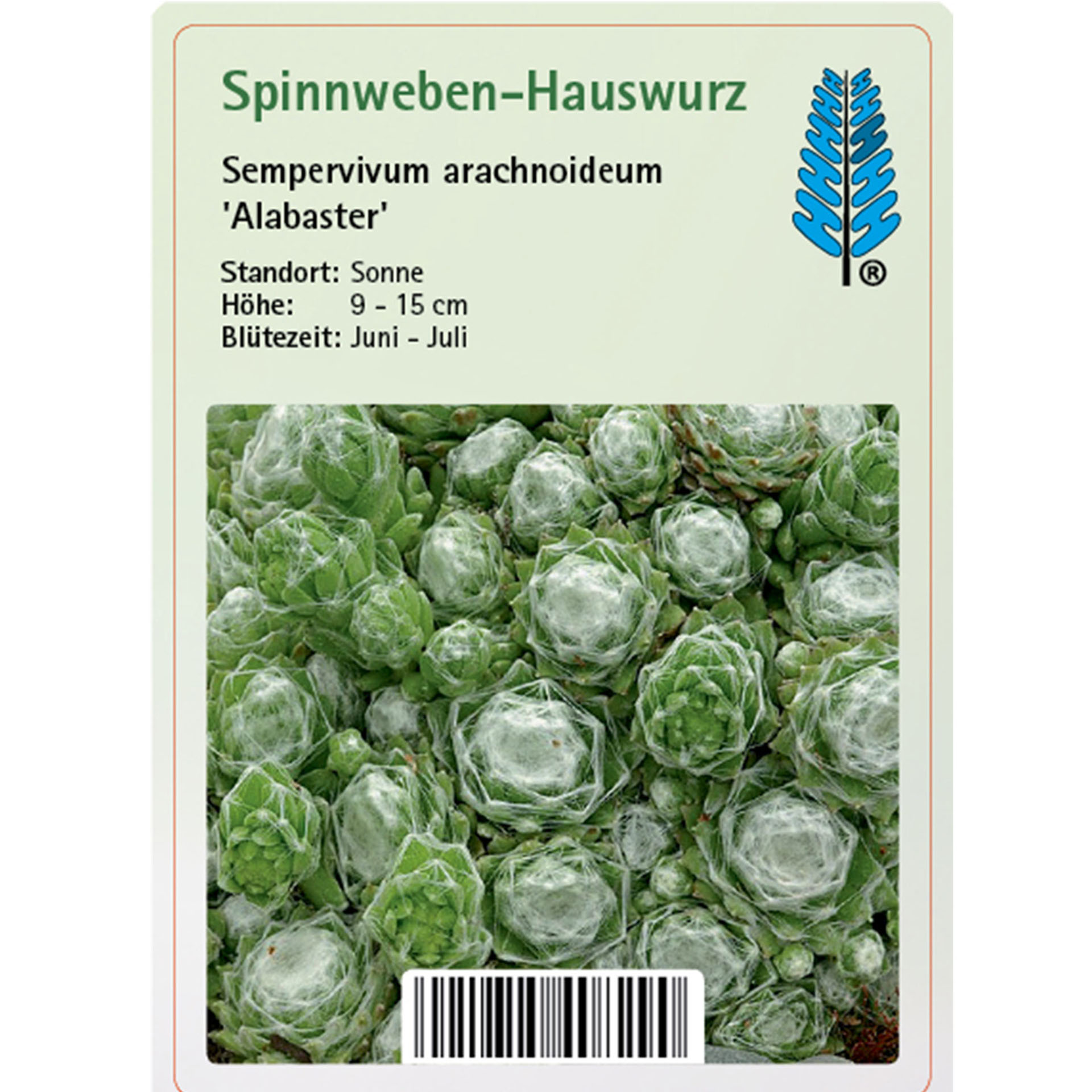 Spinnweben-Hauswurz - Sempervivum arachnoideum 'Alabaster'