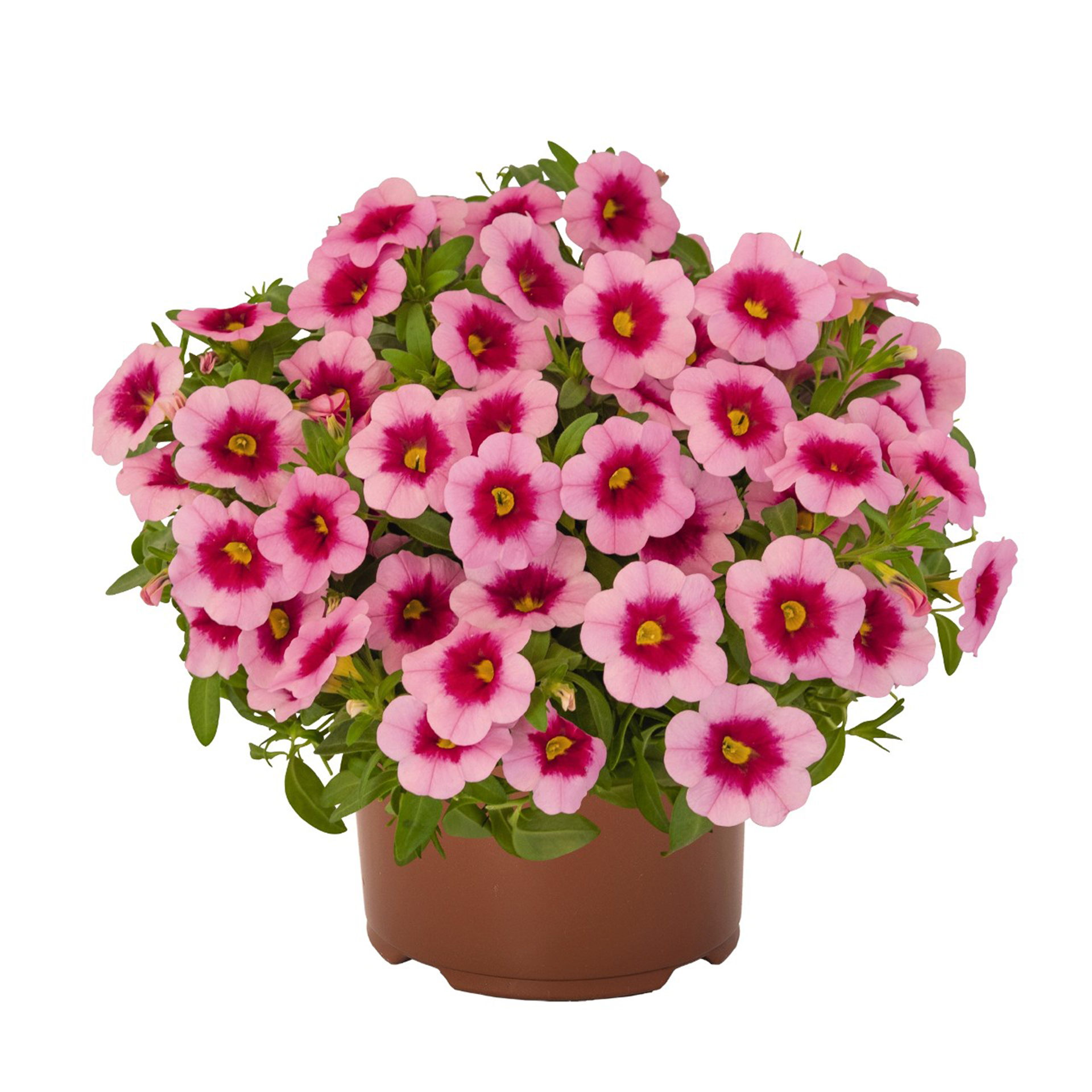 Zauberglöckchen - Calibrachoa 'Aloha Kona Tiki Strawberry', 12cm Topf