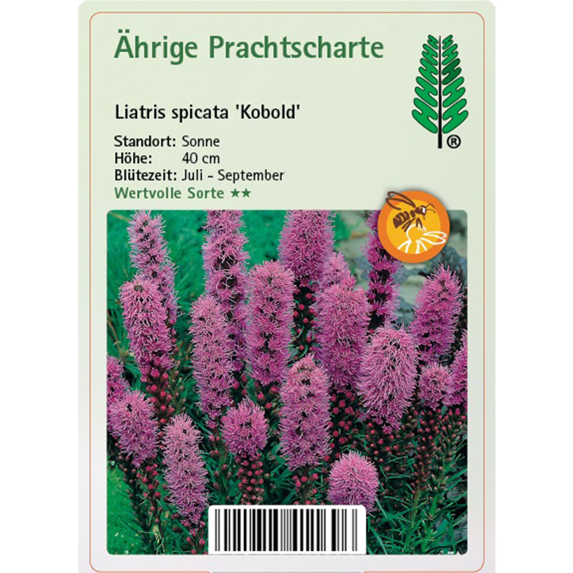 Blume, Pflanze, Lupine, Purpur, Gras