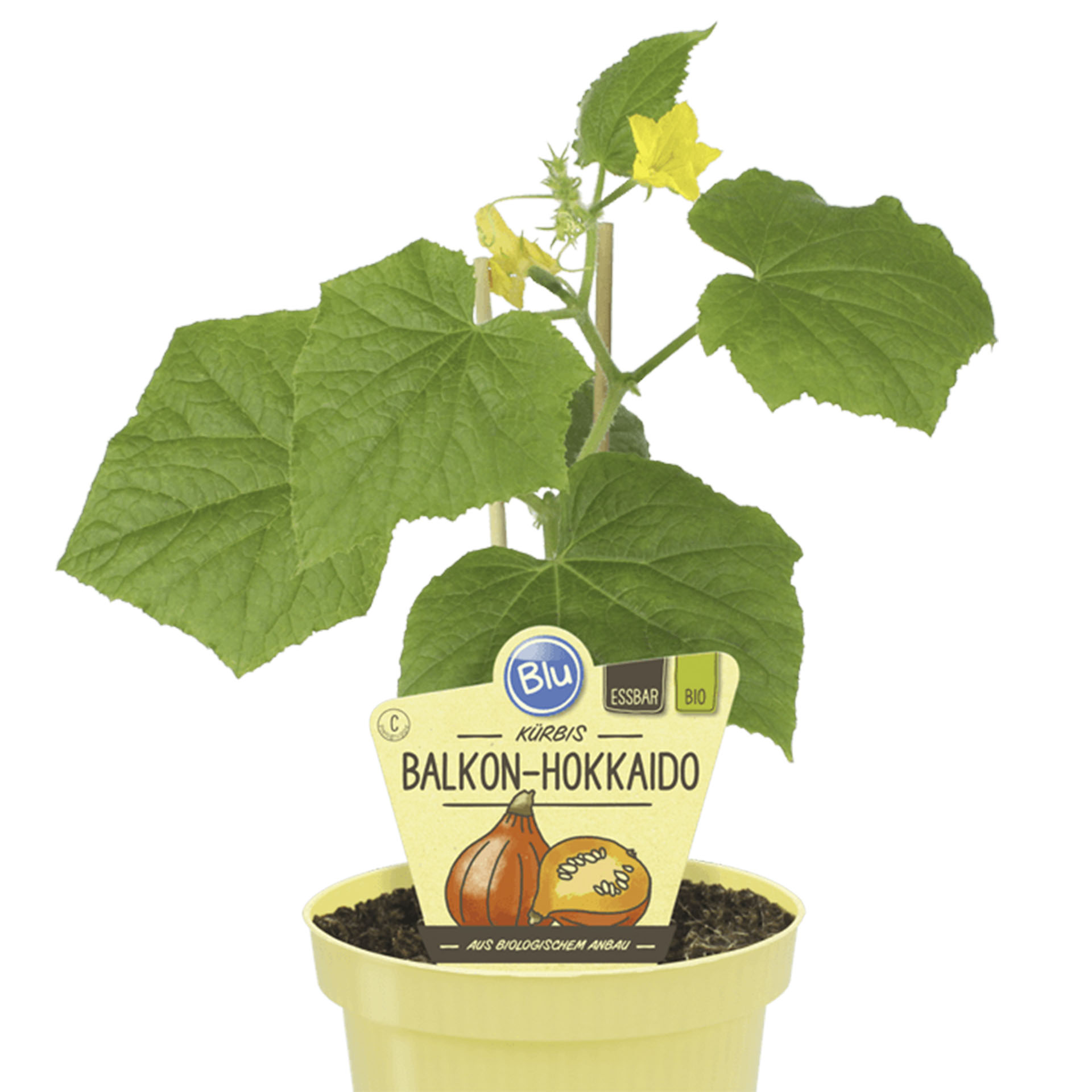 Kürbispflanze Balkon-Hokkaido im Pflanztopf mit Pflanzenstecker
