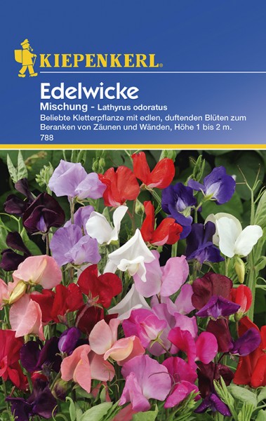 Edelwicke Lathyrus Mischung