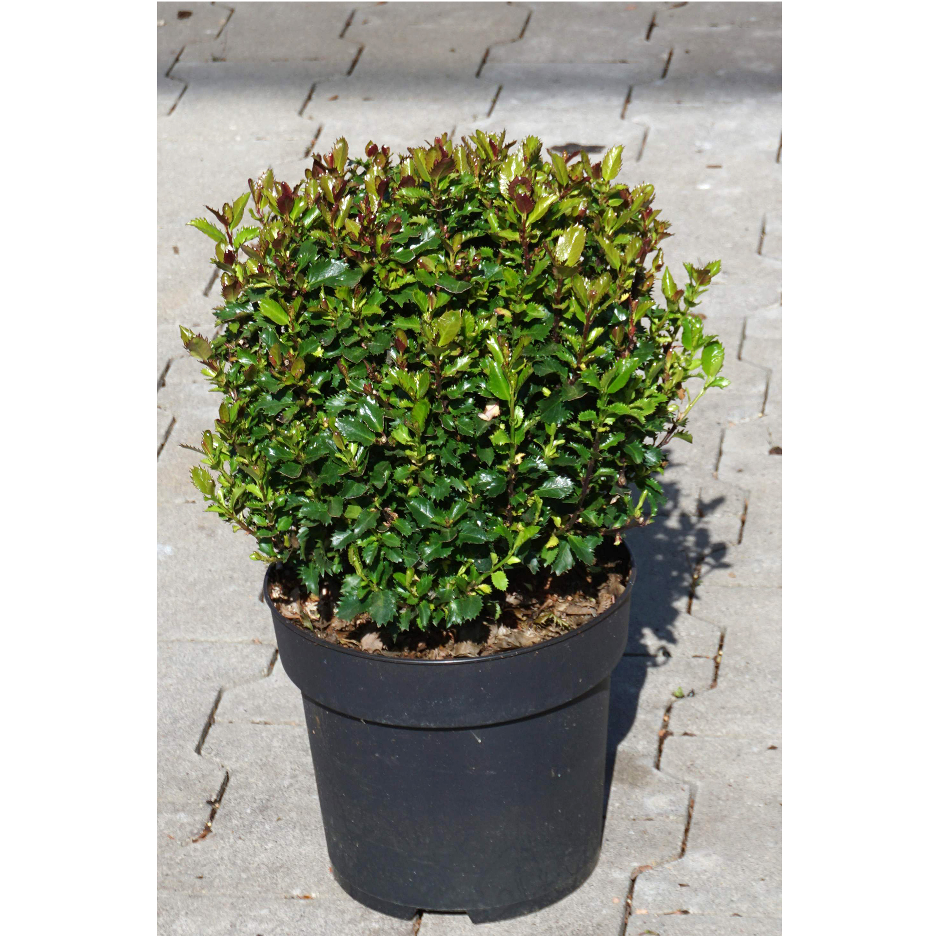 stechpalme Ilex Heckenpflanze immergrün