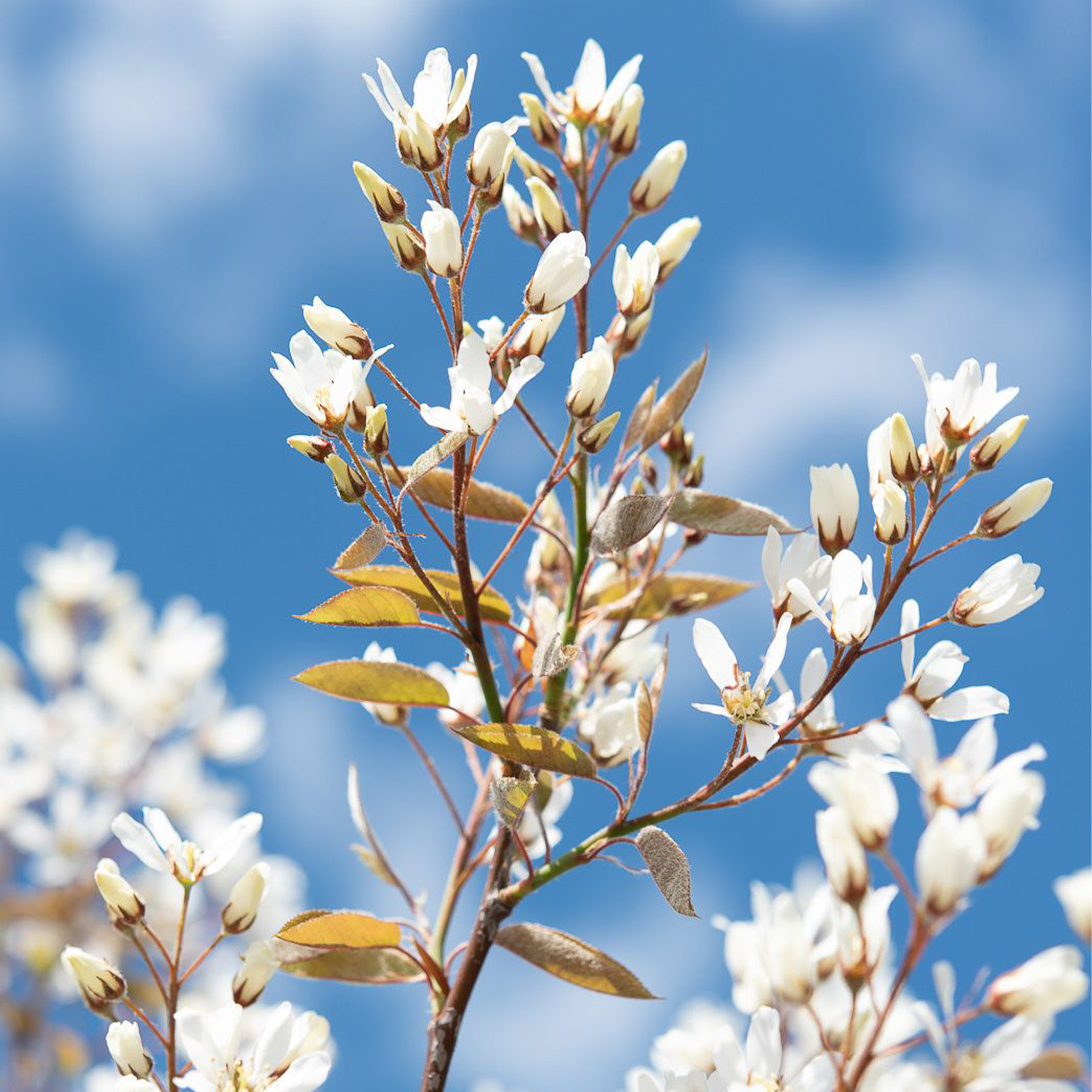 Kupfer-Felsenbirne Obstgehölz