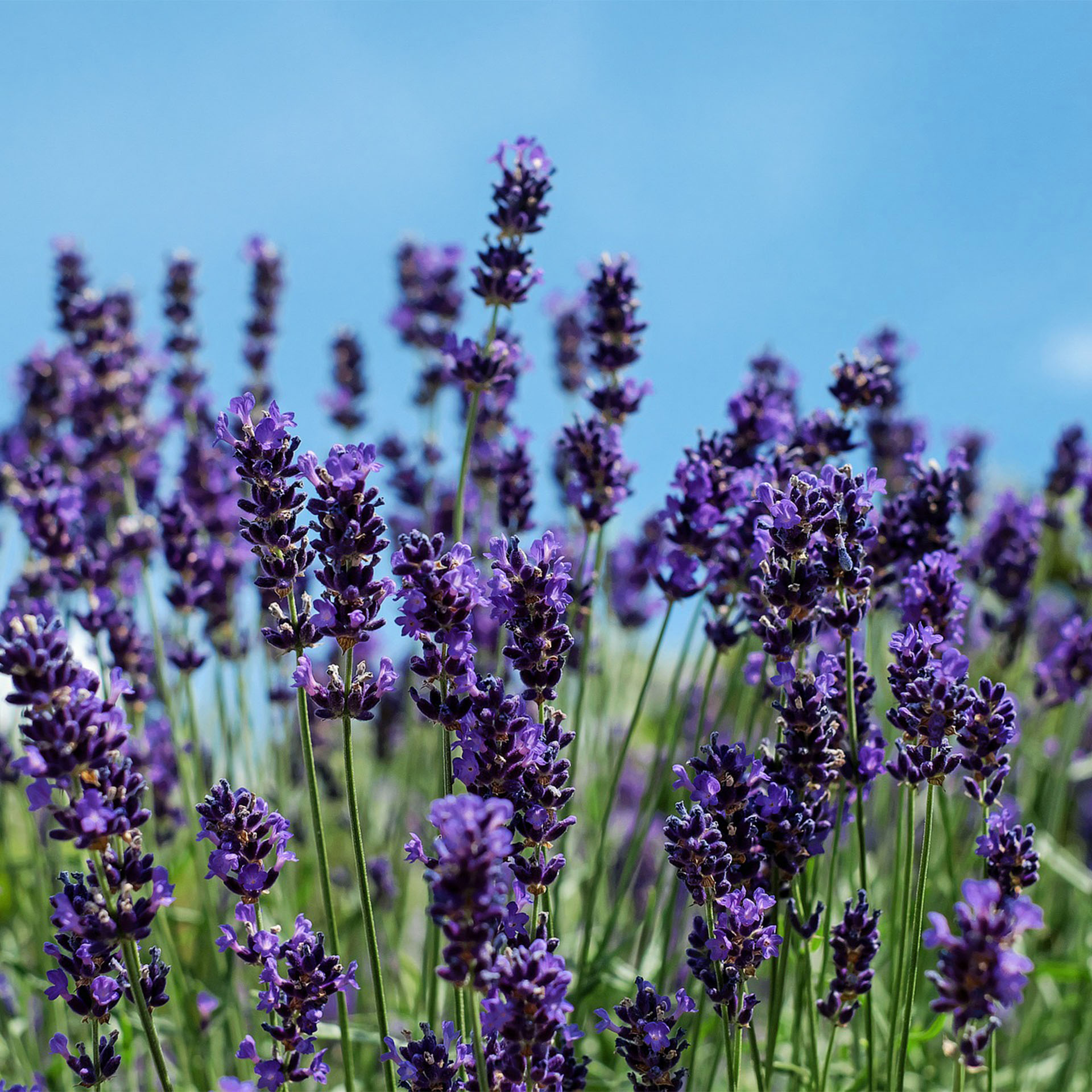 Lavendel - Lavandula angustifolia 'Hidcote Blue', 17cm Topf