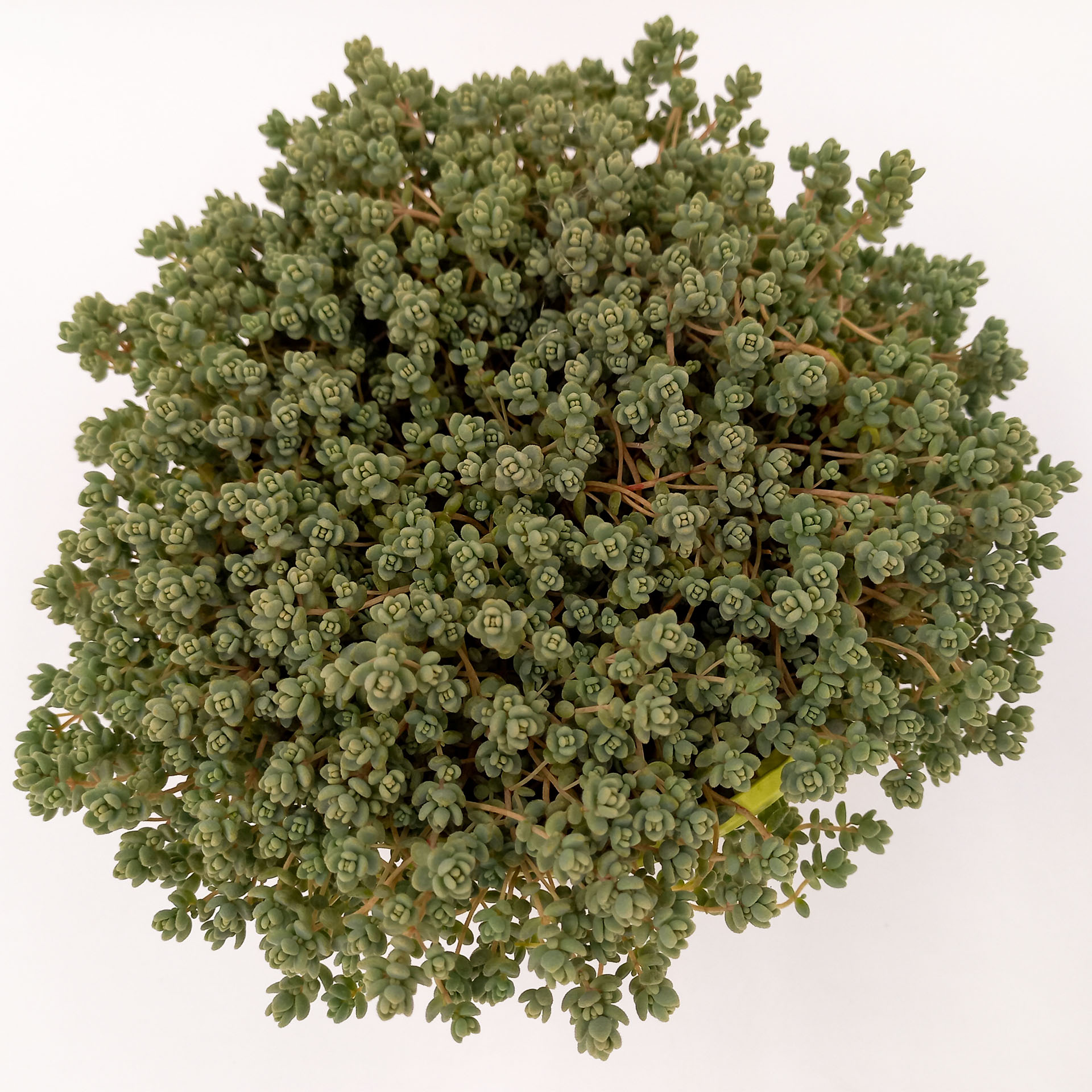 Buckel-Fetthenne flach wachsende Sonnenstaude Herbstbepflanzung