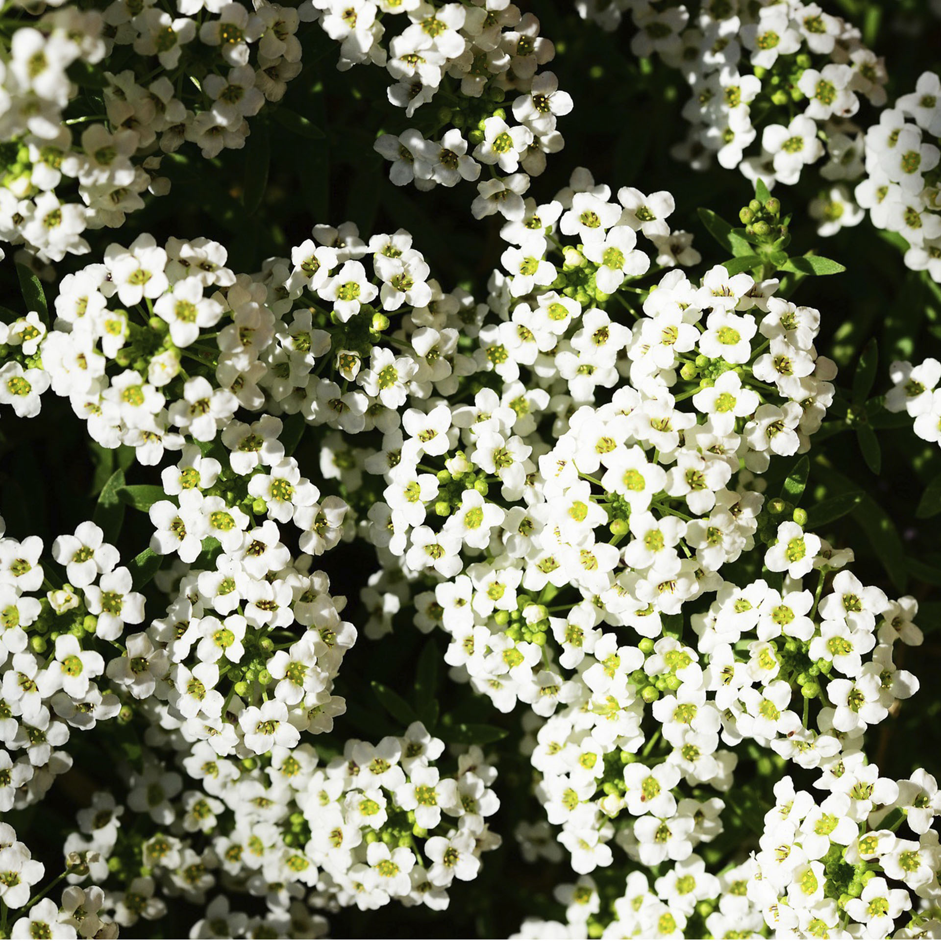 weißer Blütenteppich Duftsteinrich White Stream