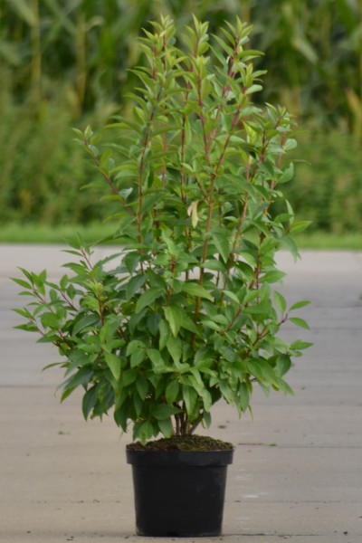 Heckenpflanze Goldglöckchen Forsythie gelbe Blüten im Frühling
