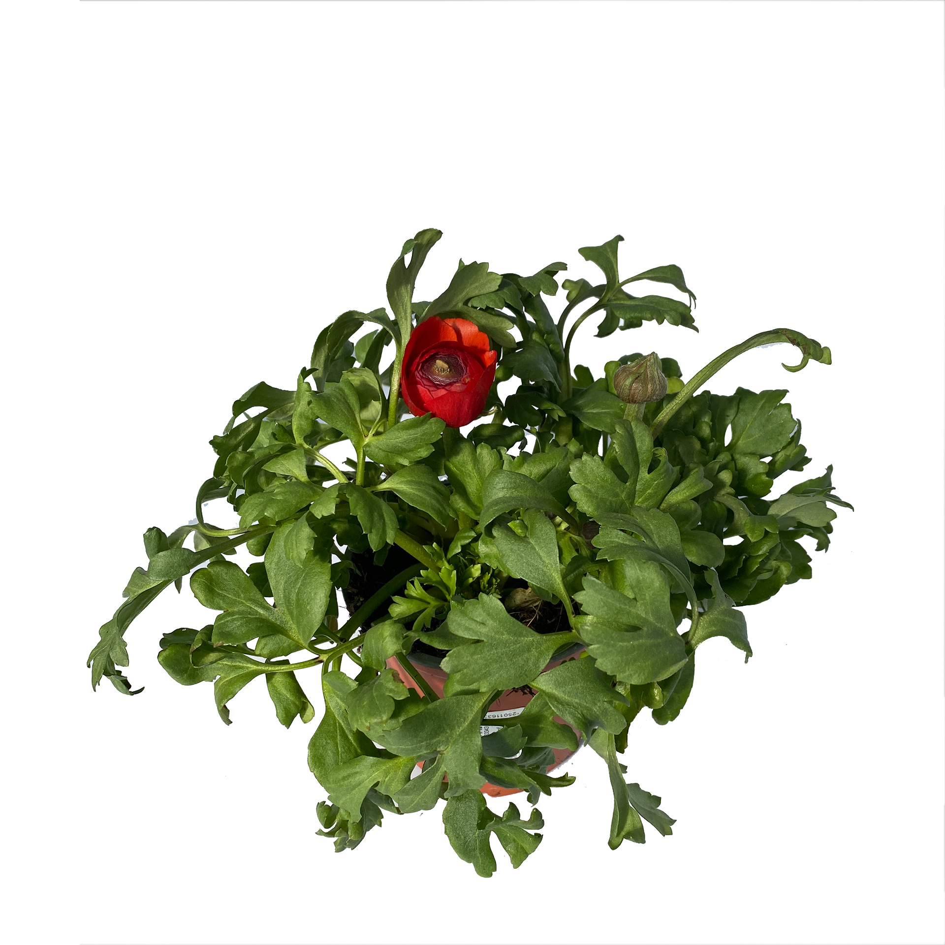Ranunkel - Ranunculus asiaticus, rot, 12cm Topf