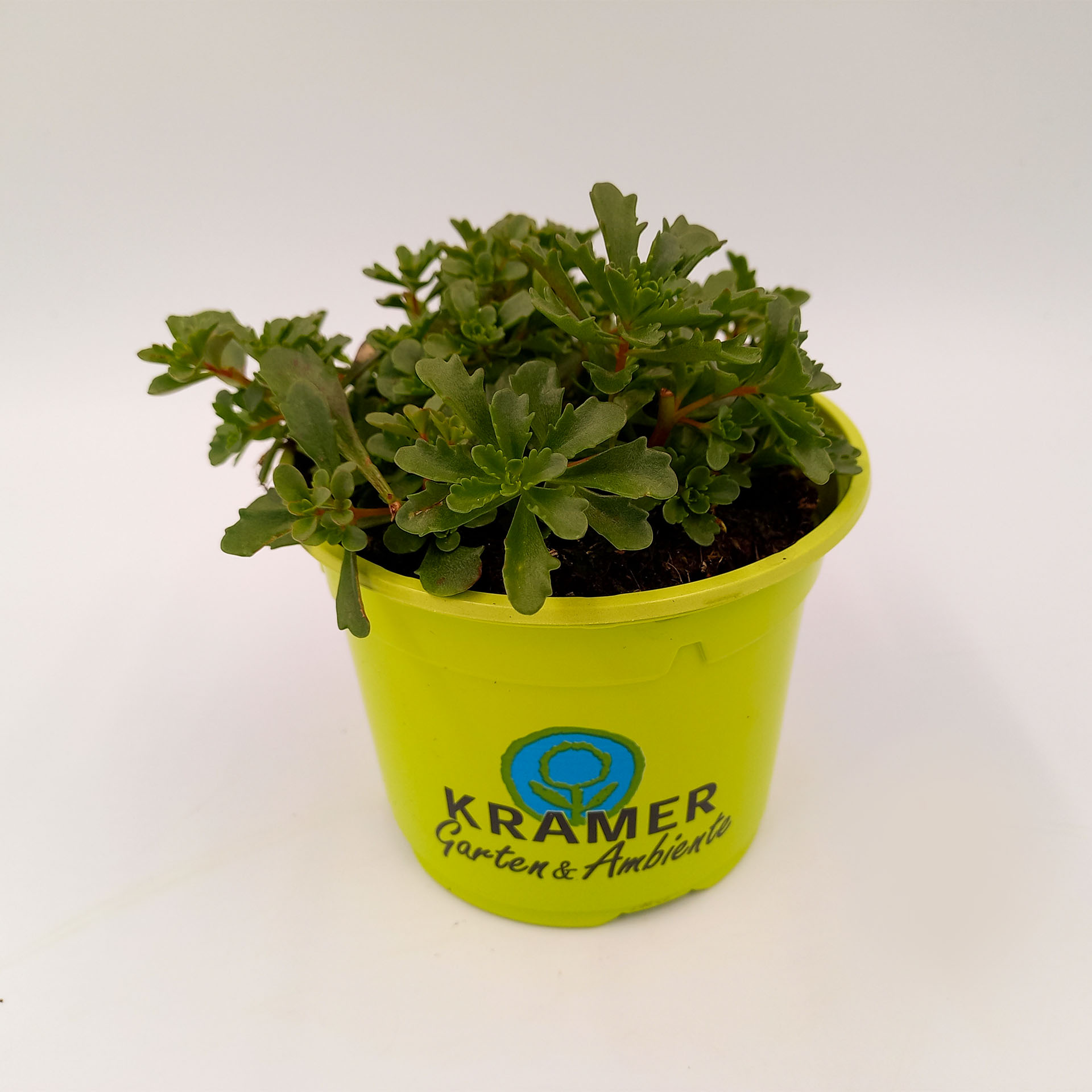 Reichblühende Fetthenne Sonnenstaude Herbstbepflanzung