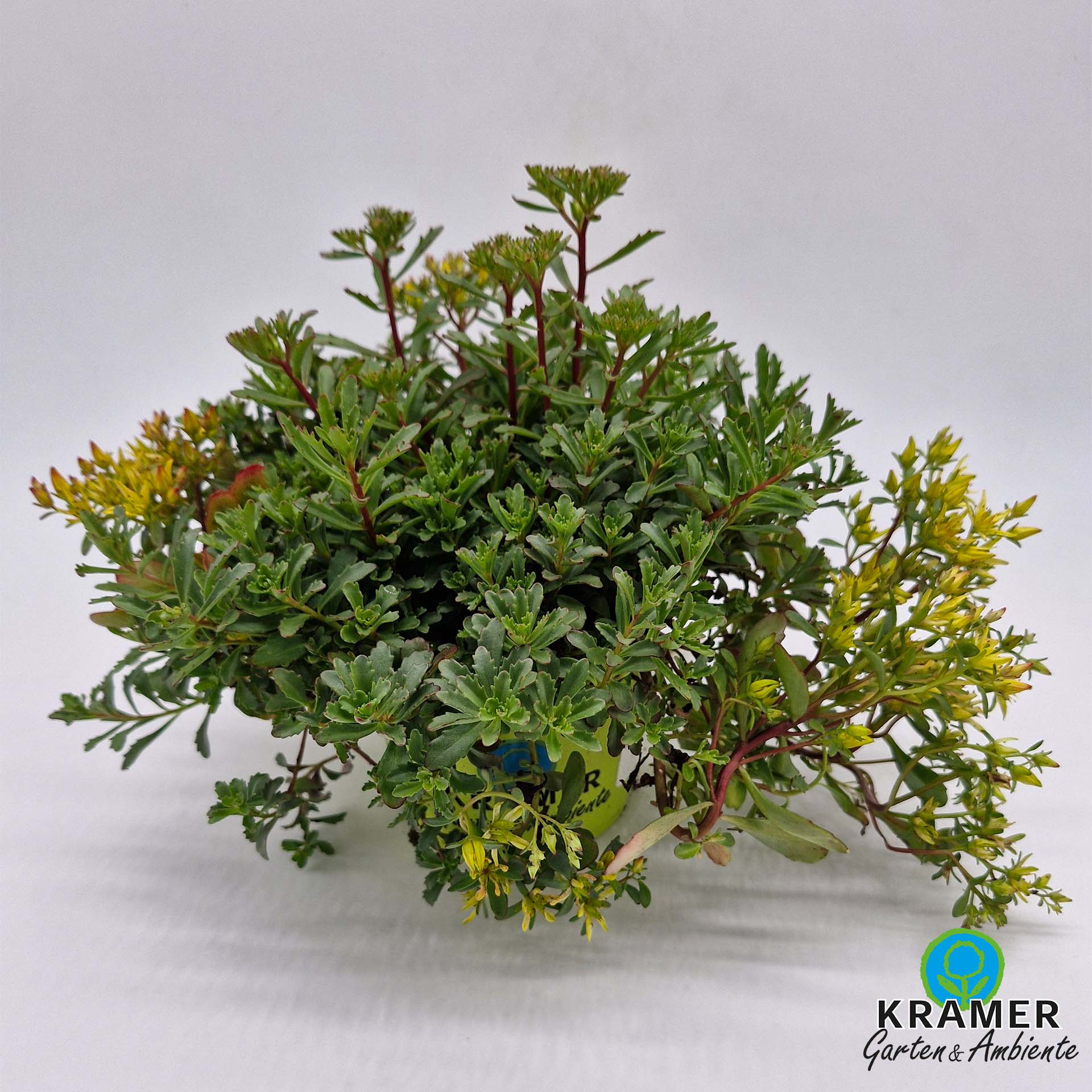 Fetthenne im Topf mit gelben Blüten