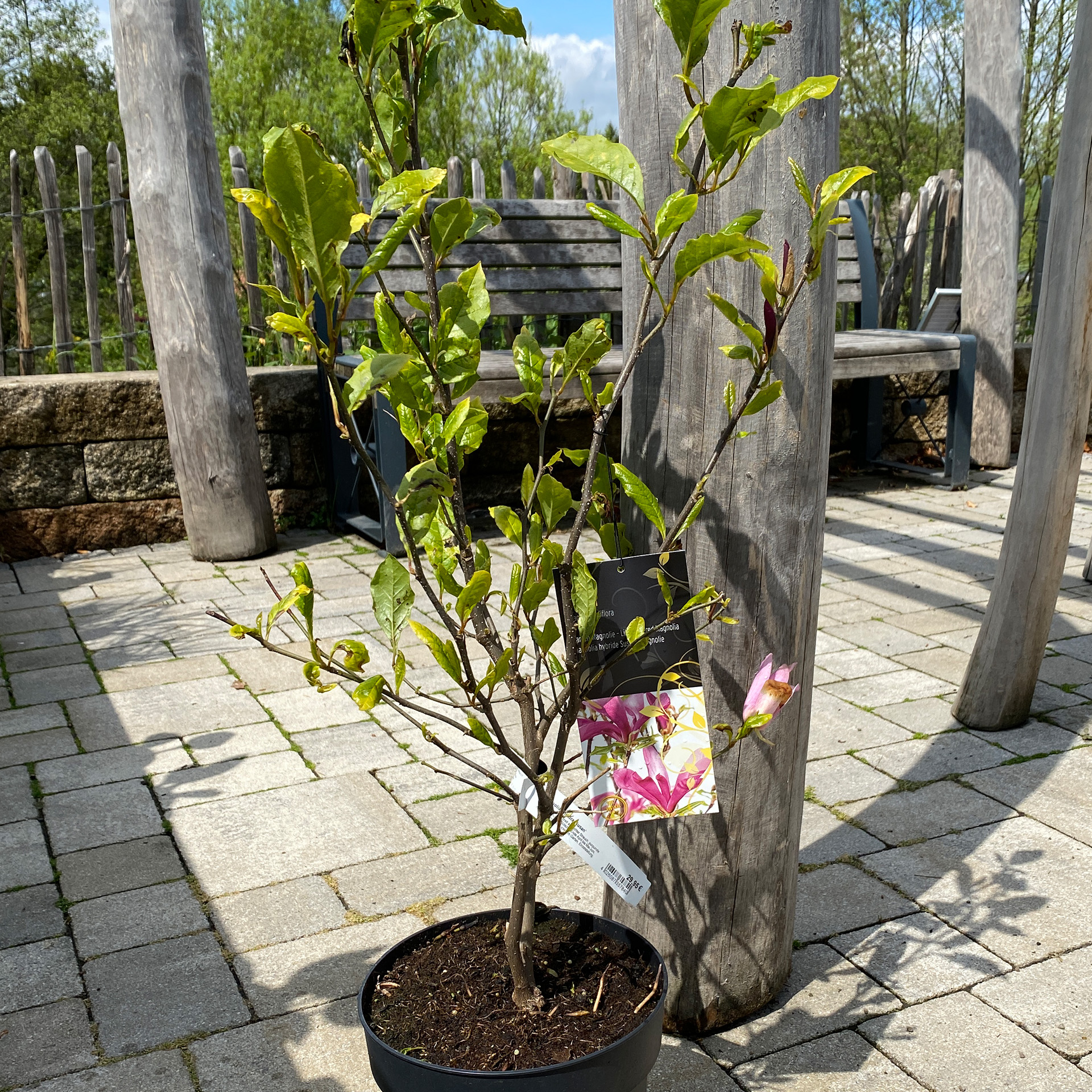 Purpur-Magnolie – Magnolia liliiflora 'Susan', C6 50-60cm