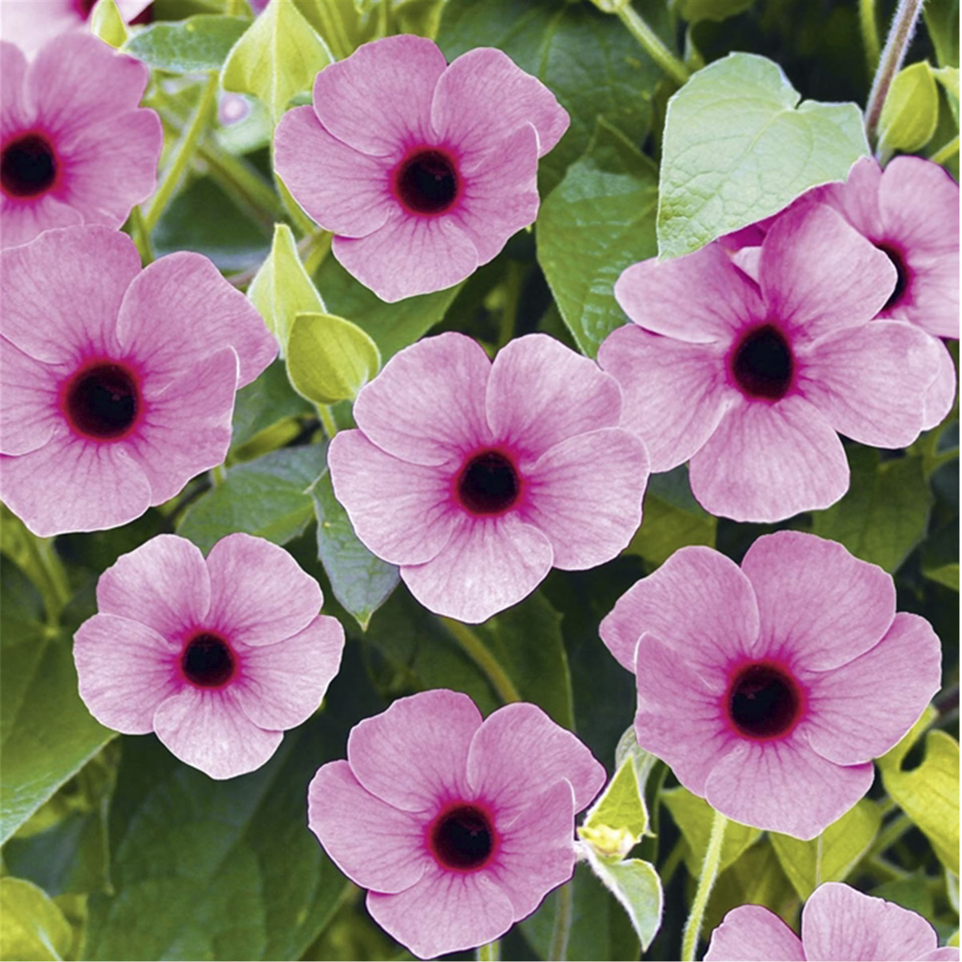 Blüten Schwarzäugige Susanne Rose Sensation