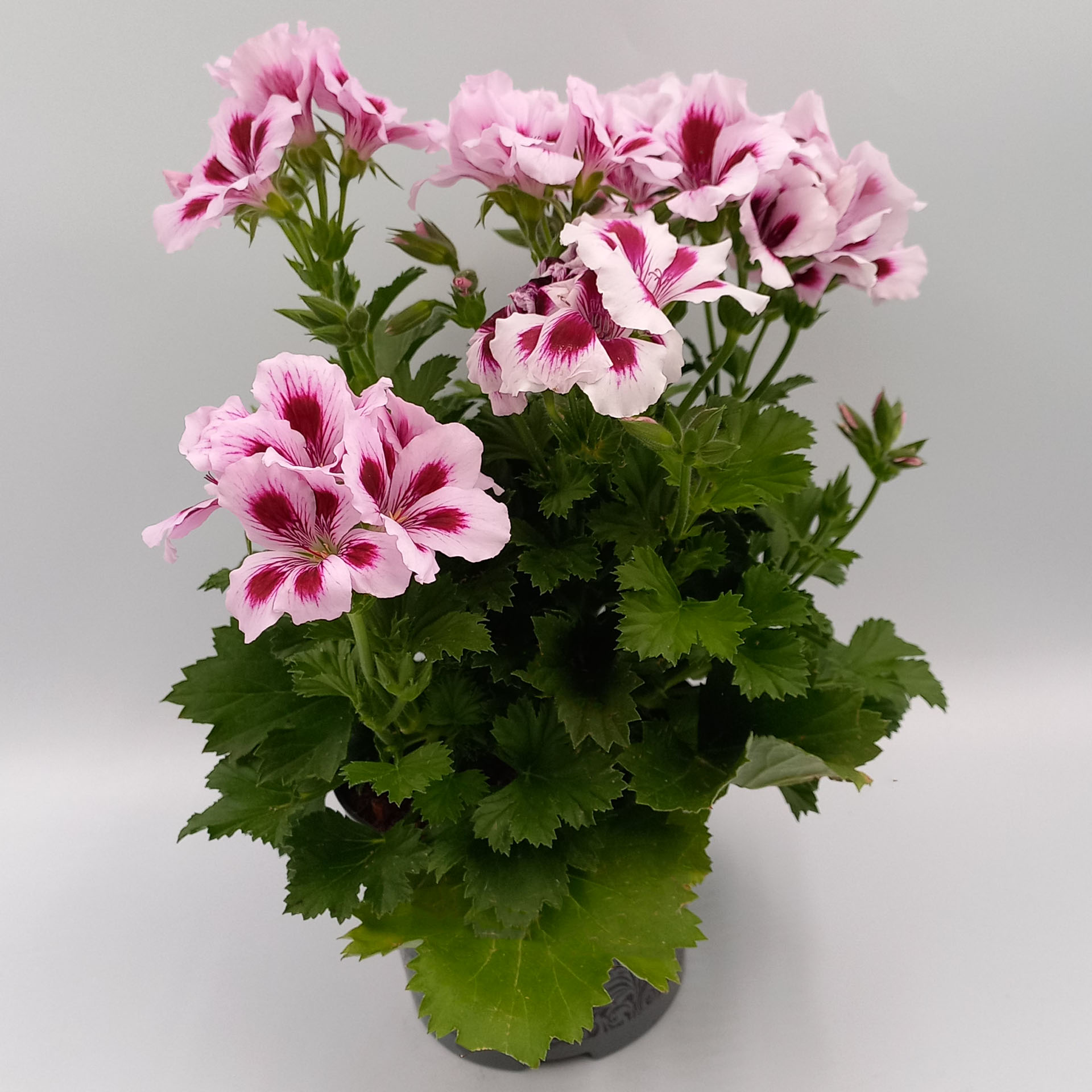 Blume, Geranie, Pflanze, Blumen-Arrangement