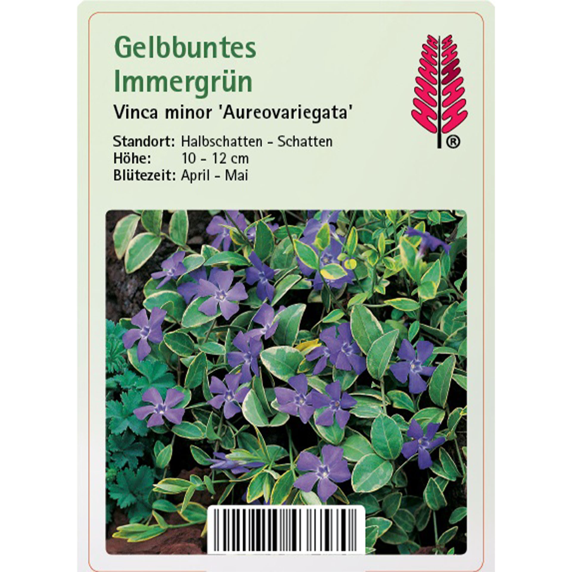 Blume, Pflanze, Kräuterig, Kräuter, Violett, Blume, Pflanze, Kräuterig, Kräuter, Violett