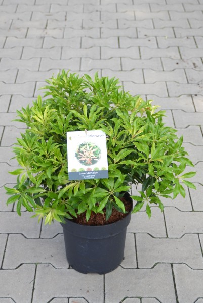 Lavendelheide/ Pieris japonica 'Forest Flame'