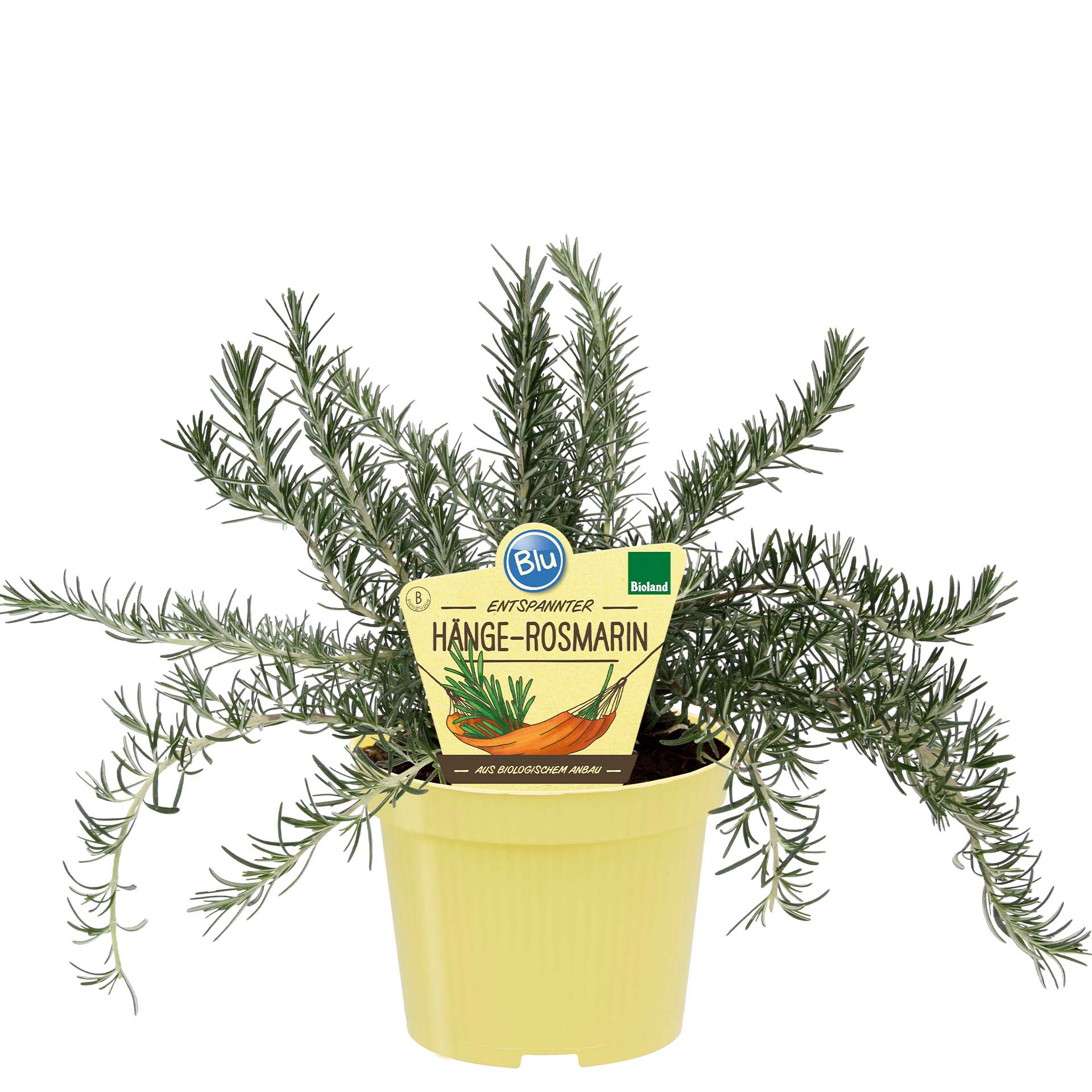 BIO Hänge-Rosmarin - Rosmarinus officinalis, 12cm Topf