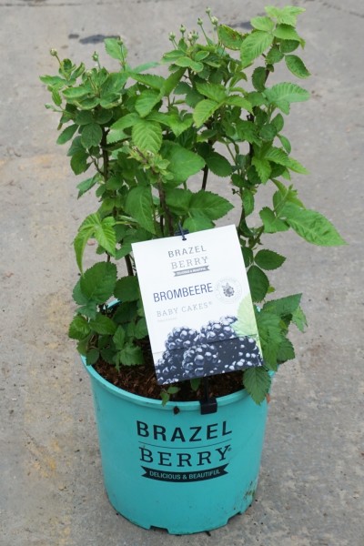Rubus Brazelberries 'Baby Cakes'