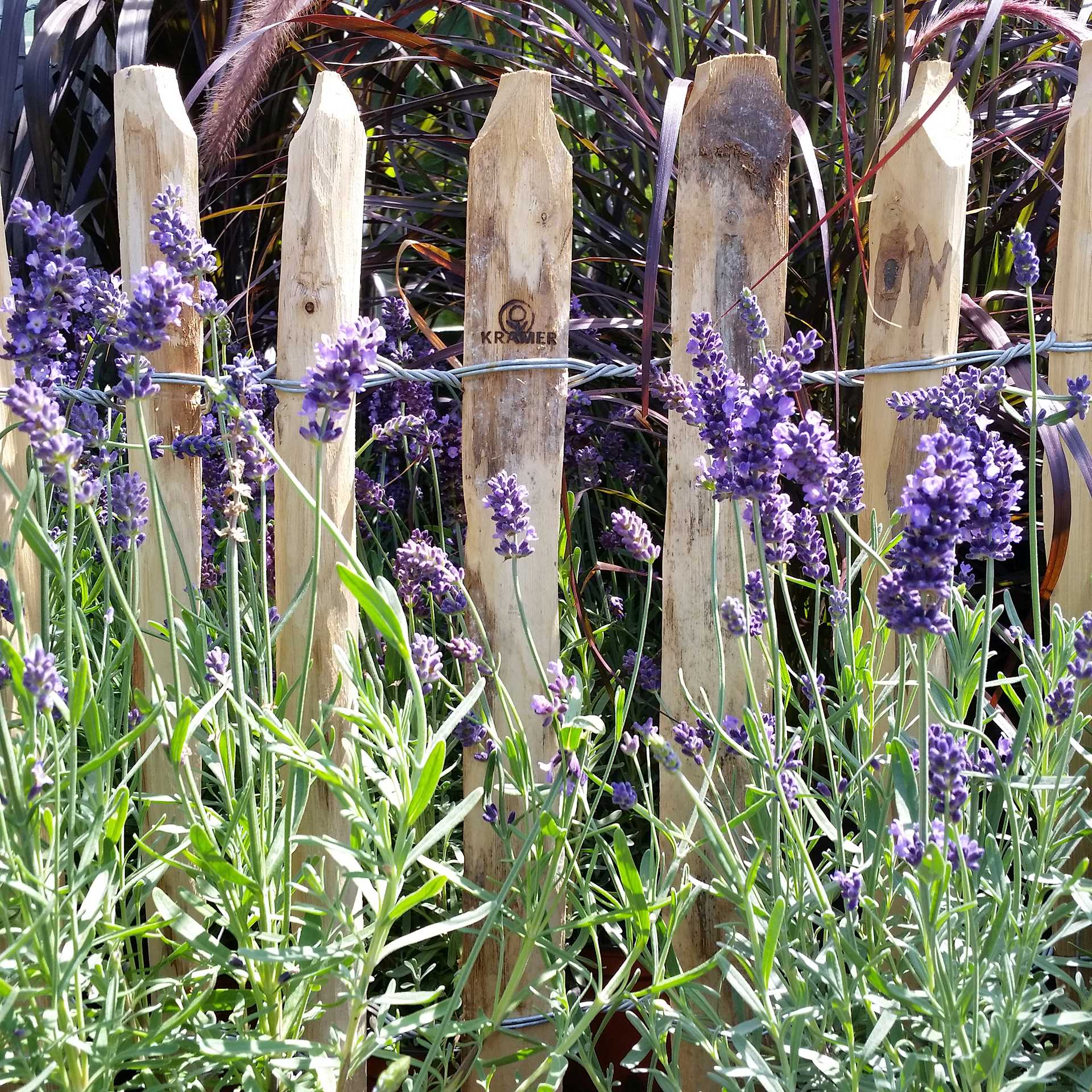 blau blühender Lavendel  an staketenzaun, lavendel, Pflanze, Garten, Zaun, lila Blumen