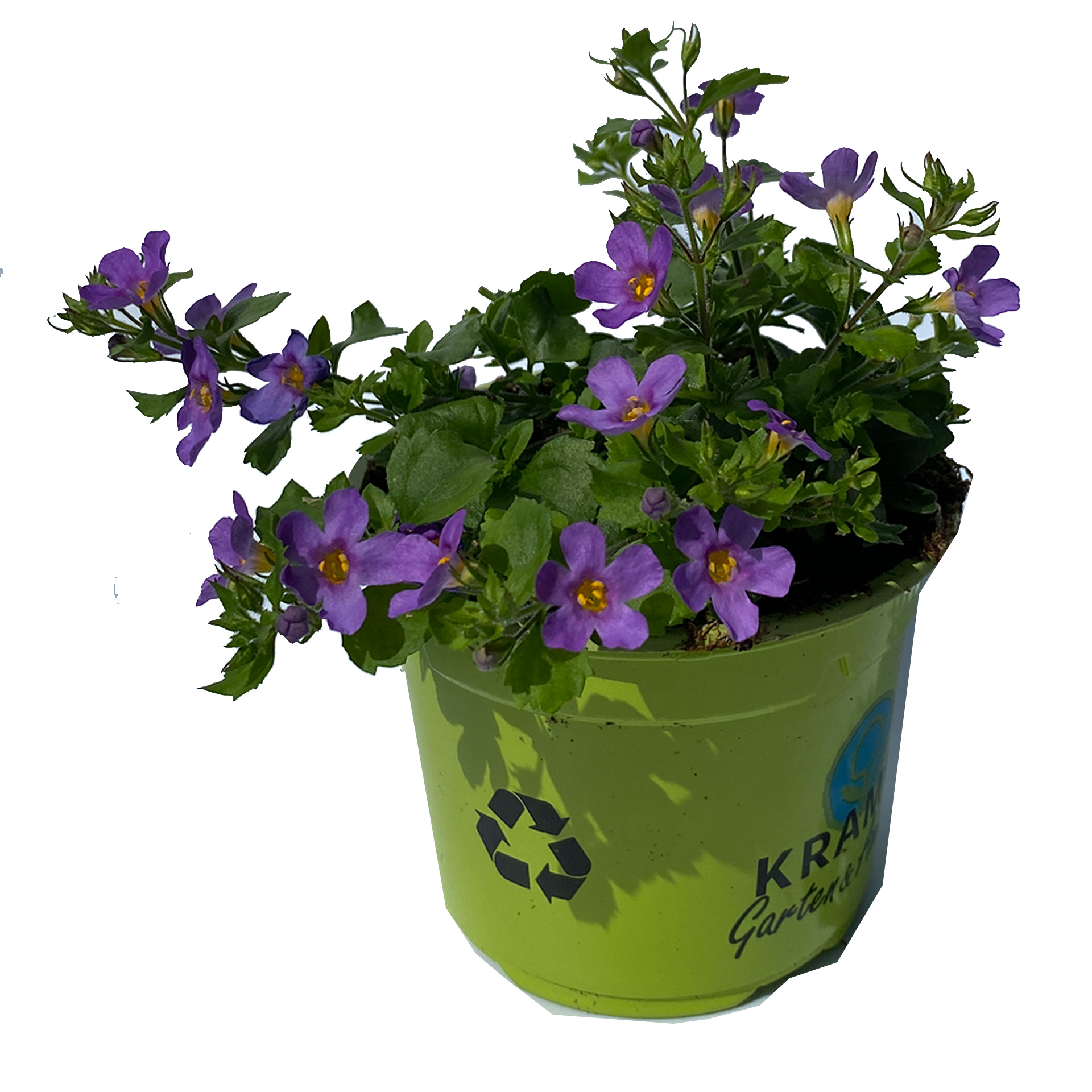 Schneeflockenblume - Bacopa 'Bahia Purple Sand', 12cm Topf