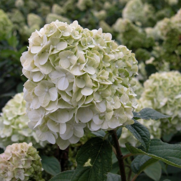 Rispenhortensie - Hydrangea paniculata 'Limelight'®, C5 50-60cm