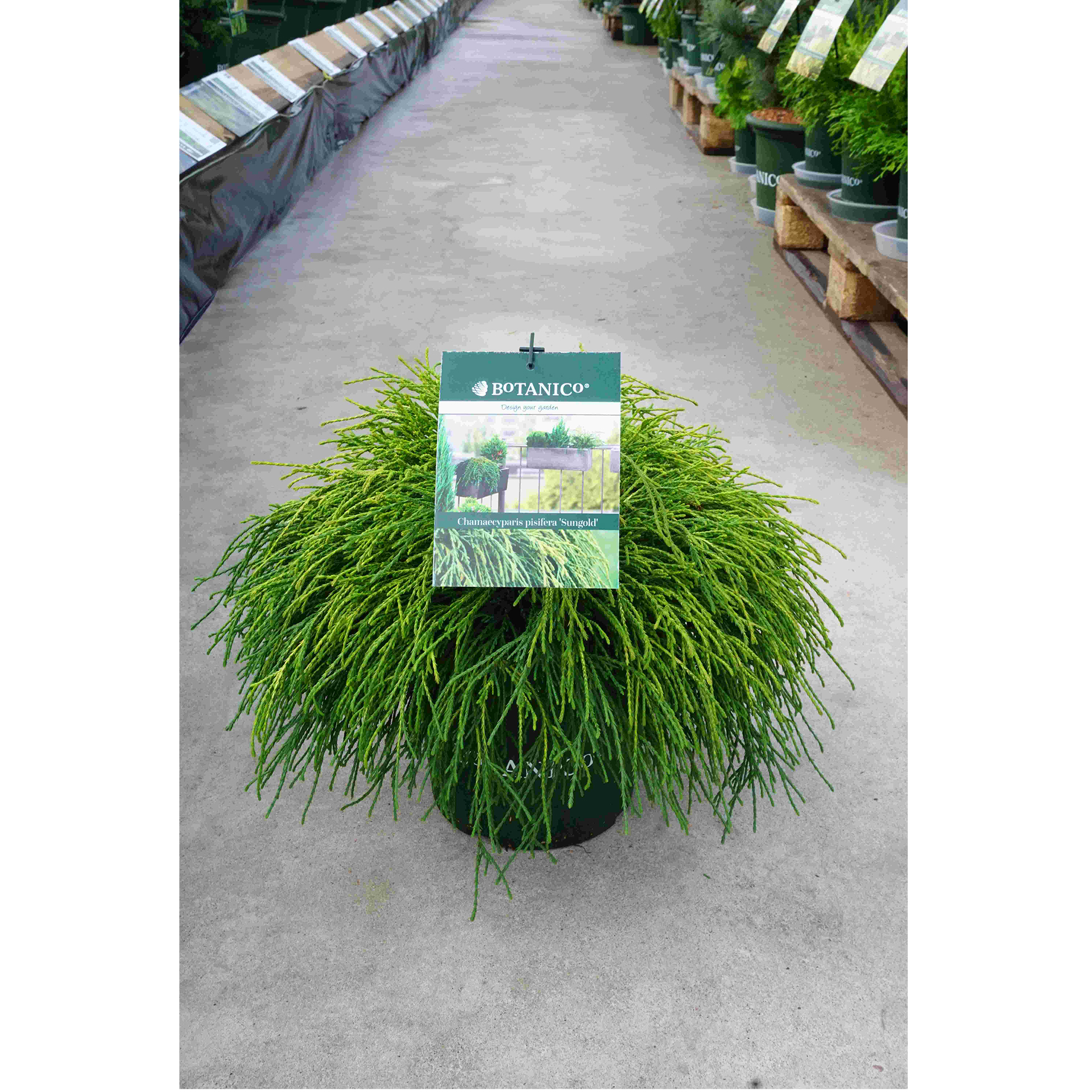 Gelbe Zwerg Fadenzypresse Konifere Nadelgehölz