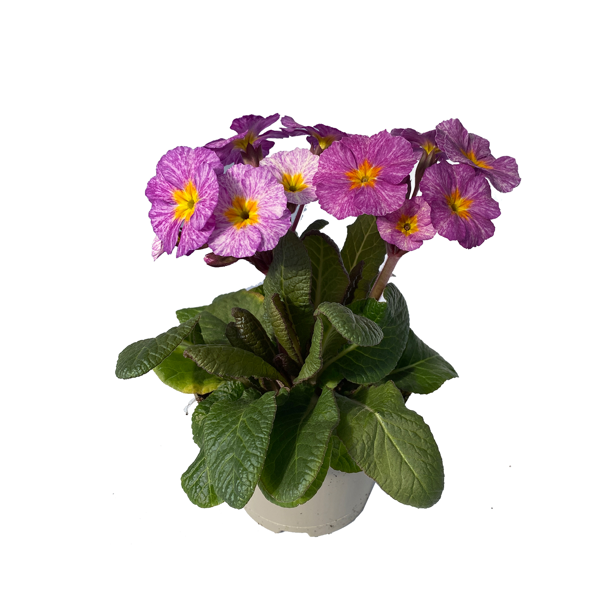 Hohe Schlüsselblume - Primula elatior, lila 12cm Topf