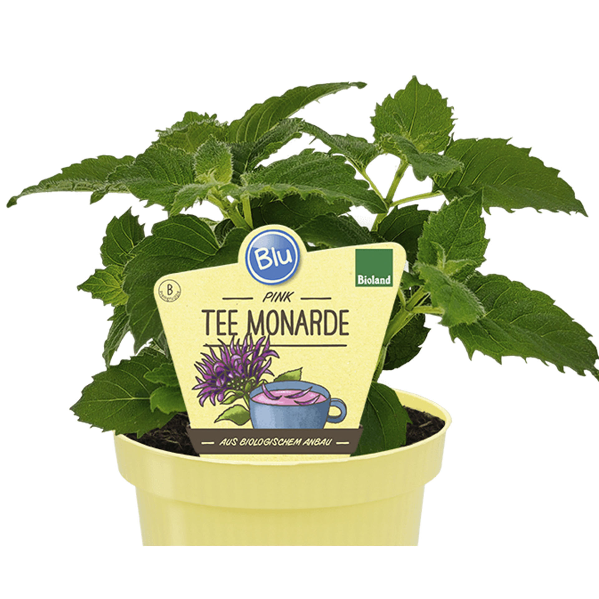 Pflanztopf mit Bio Tee Monarde und Pflanzstecker