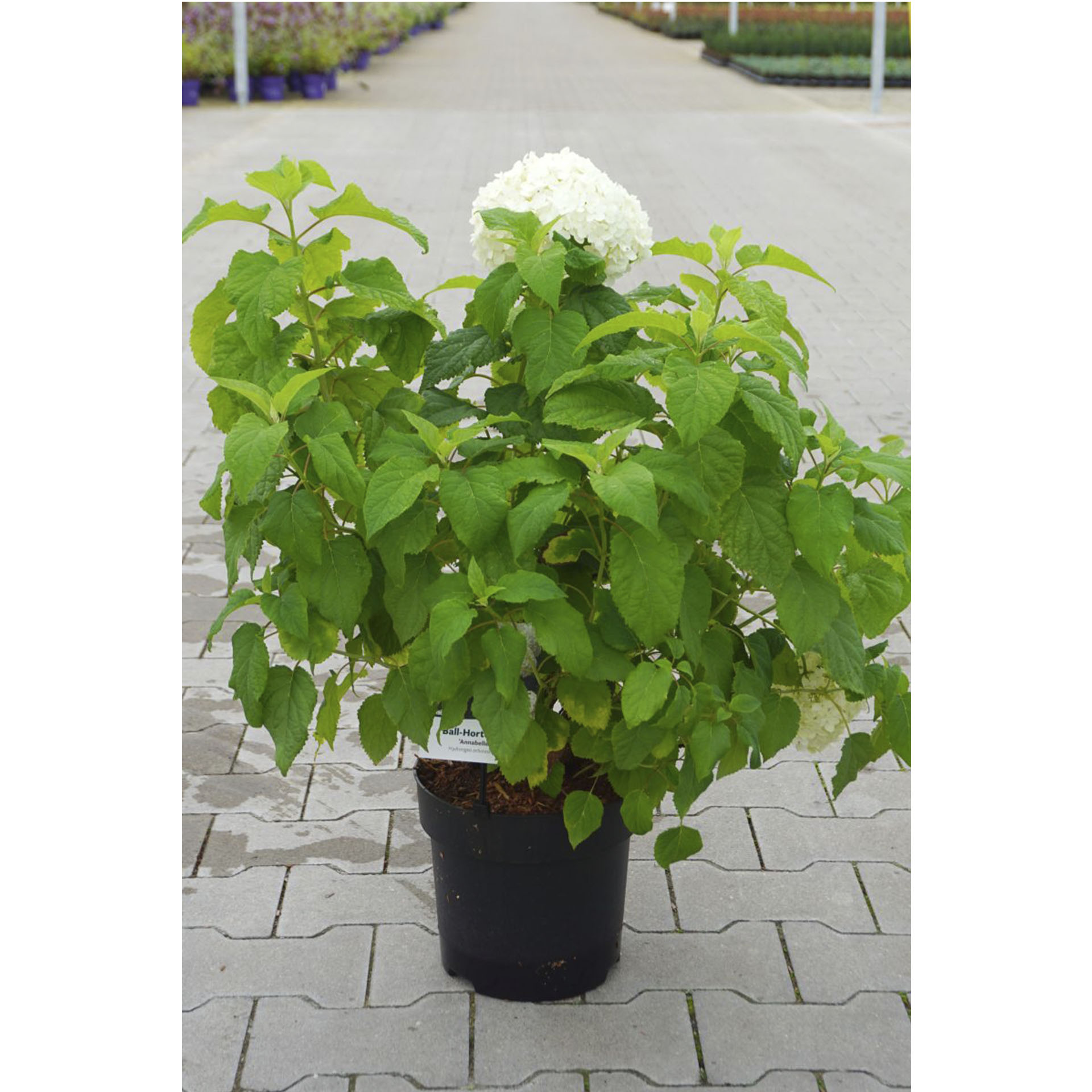 Pflanztopf Ballhortensie Annabelle mit Blüten