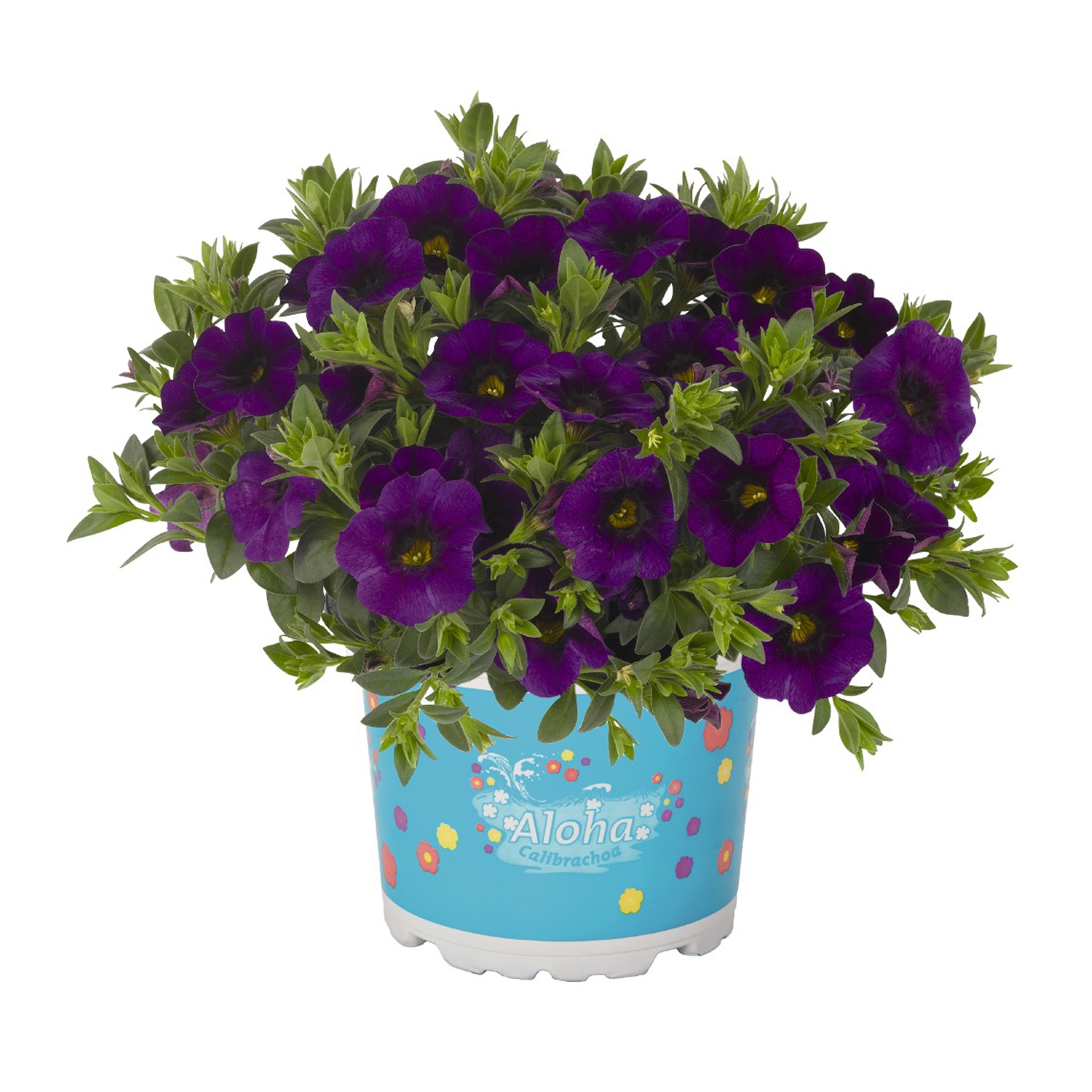 Zauberglöckchen - Calibrachoa 'Aloha Kona Midnight Blue', 12cm Topf