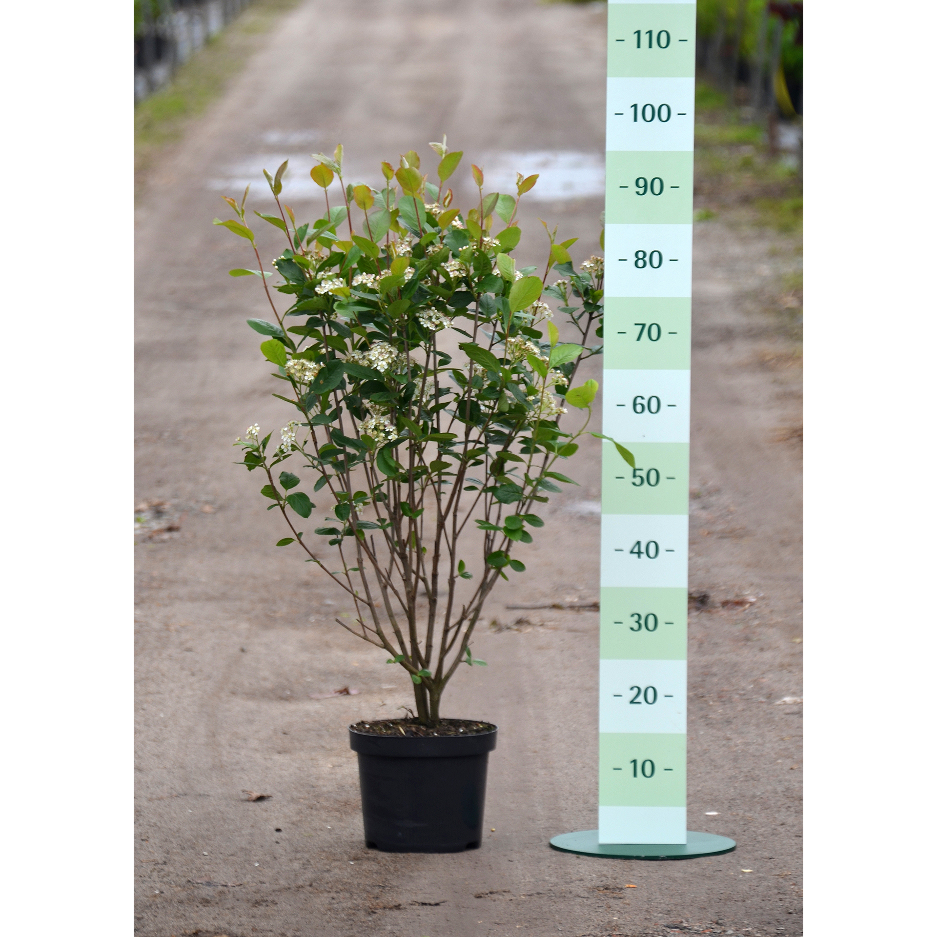 Schwarze Apfelbeere Aronia Zierstrauch