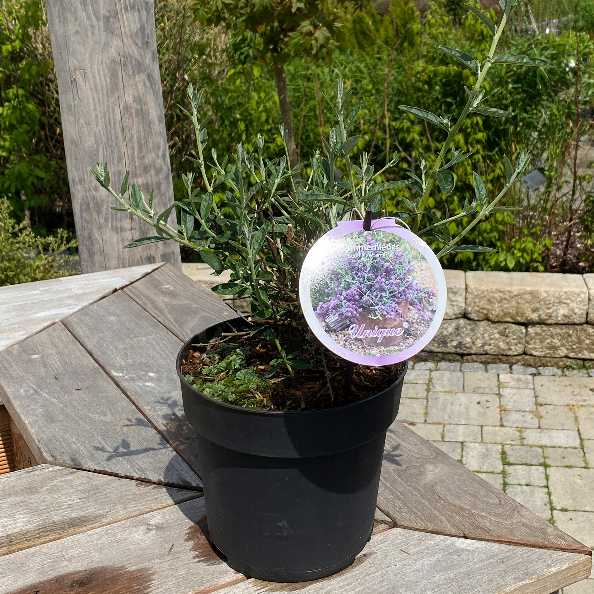 Hänge-Sommerflieder – Buddleja alternifolie 'Unique', C3,4