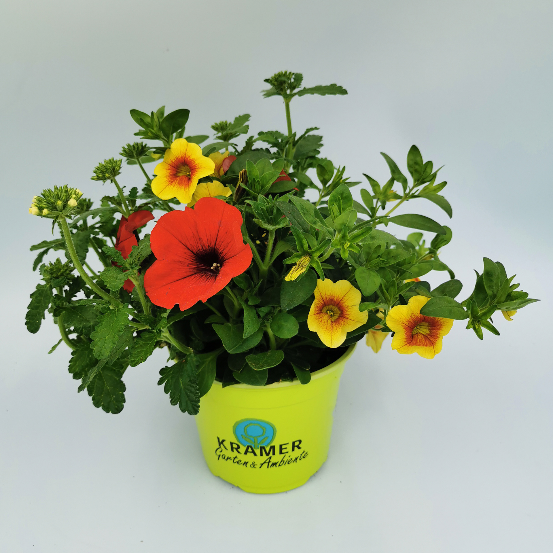 Confetti Garden® Trio 'Night Light', 13cm Topf