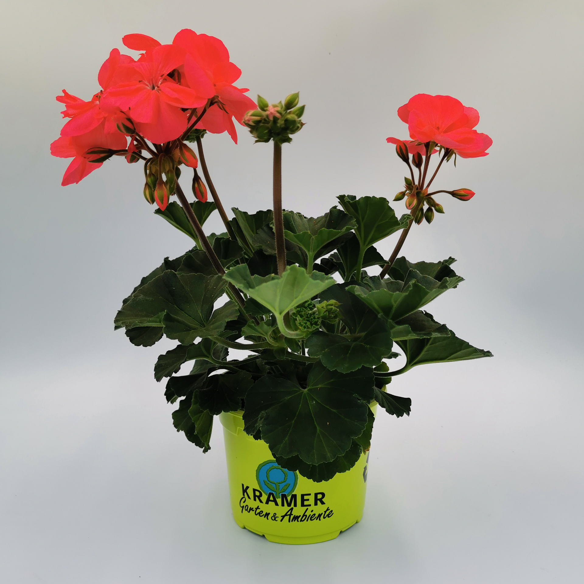 Geranie stehend 'Dolce Vita Lisa' - Pelargonium zonale, 12cm Topf