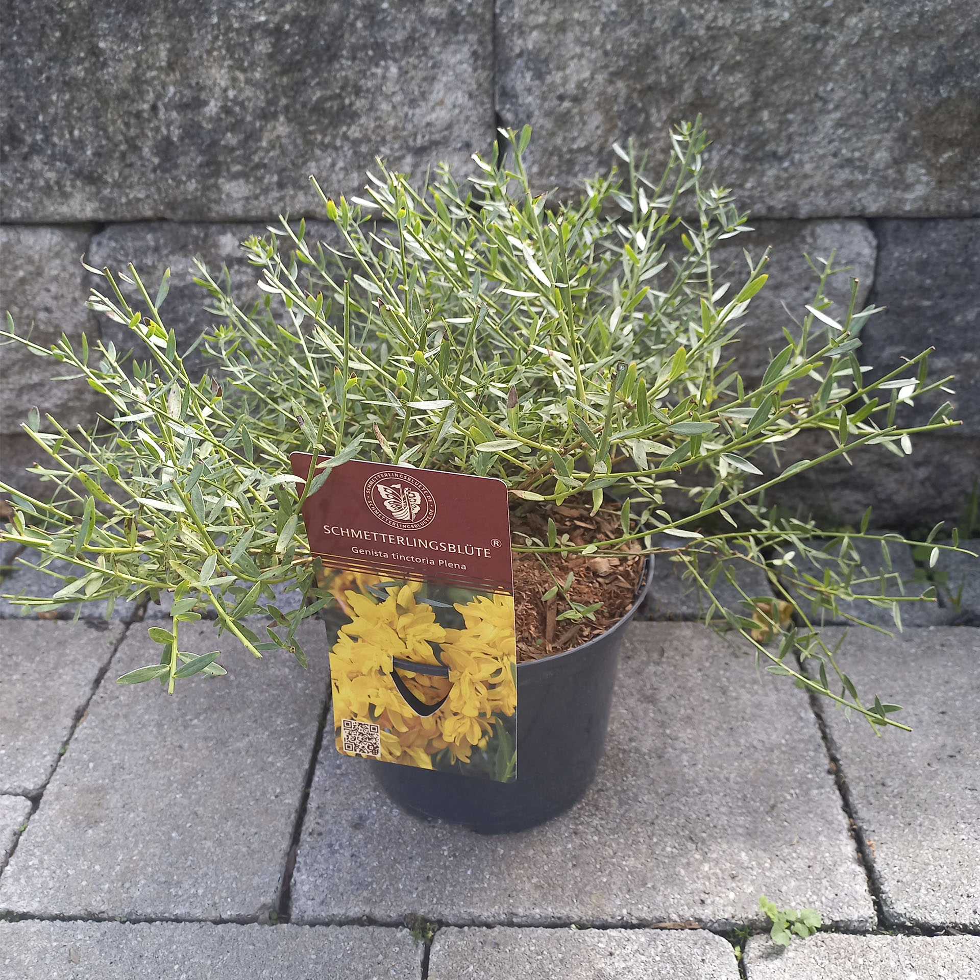 Flying Festival® Färberginster - Genista tinctoria 'Plena', C2