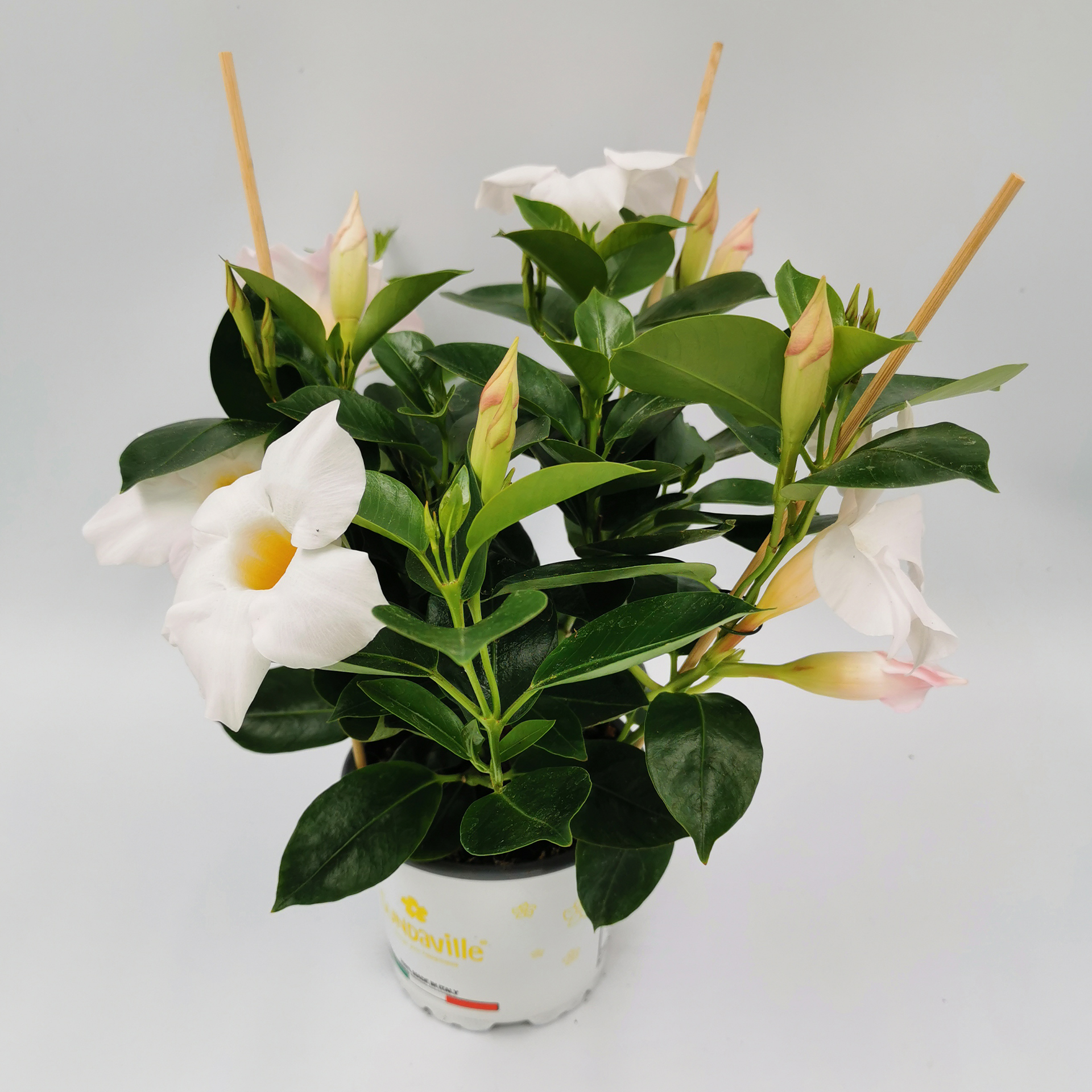 Dipladenie / Mandevilla - Dipladenia weiß, 10,5cm Topf