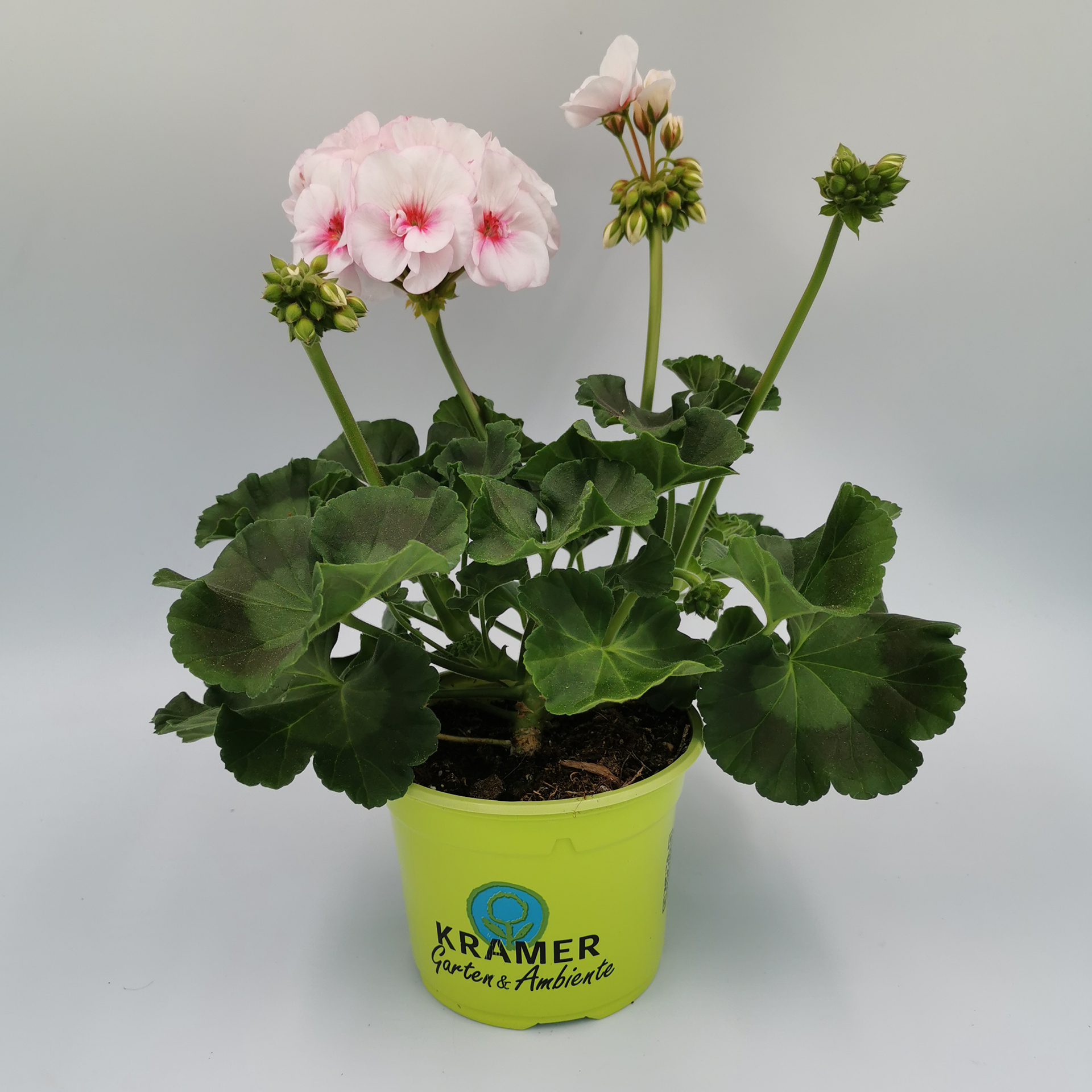 Geranie stehend 'Estelle Appleblossom' - Pelargonium zonale, 12cm Topf