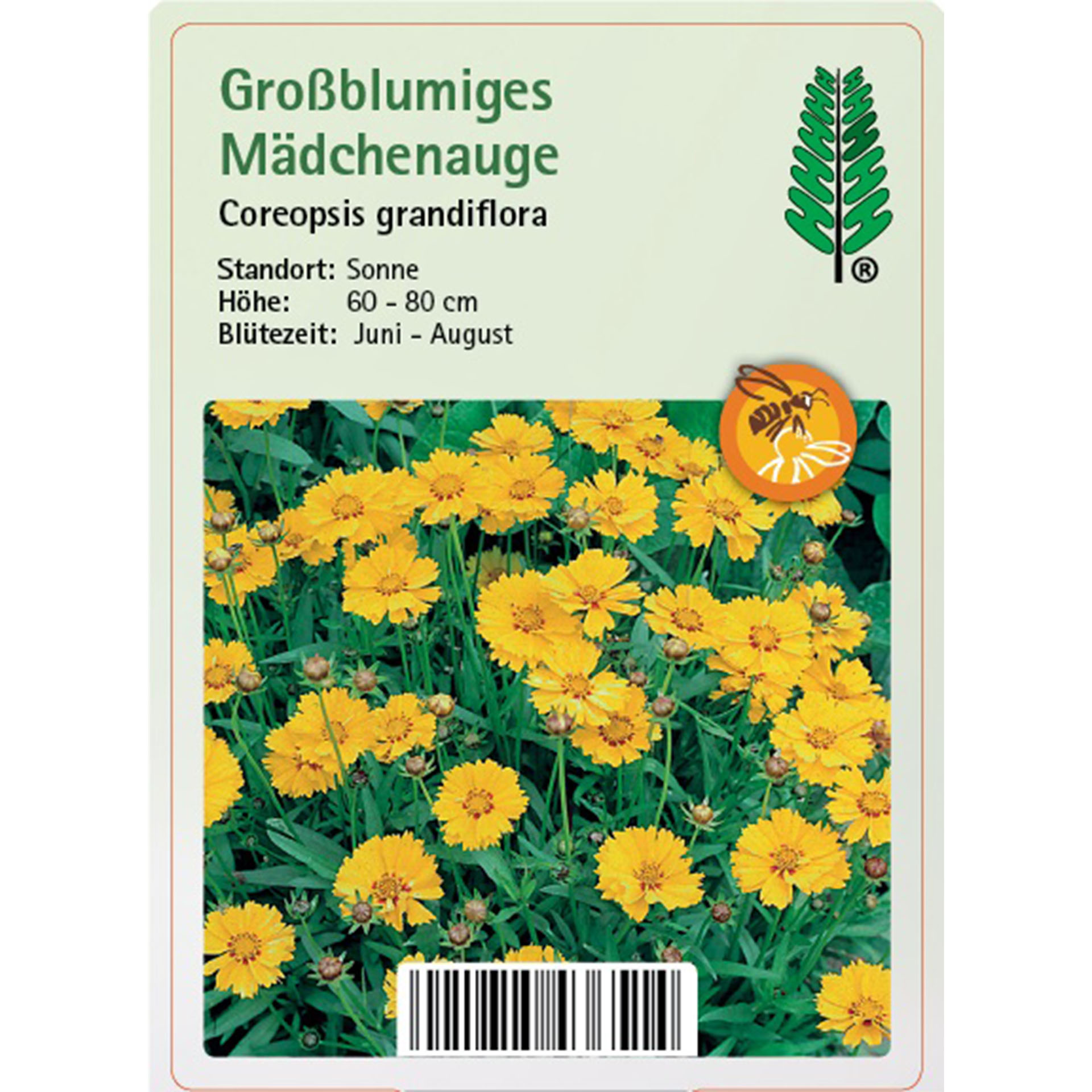 Gänseblümchen, Blume, Pflanze, Kräuterig, Kräuter