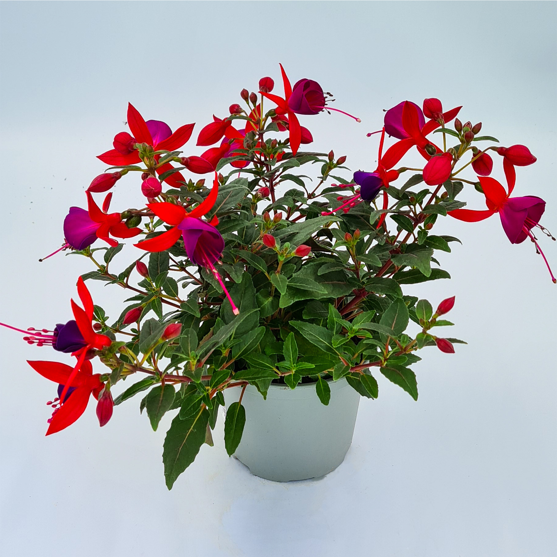 Fuchsie stehend rot violett